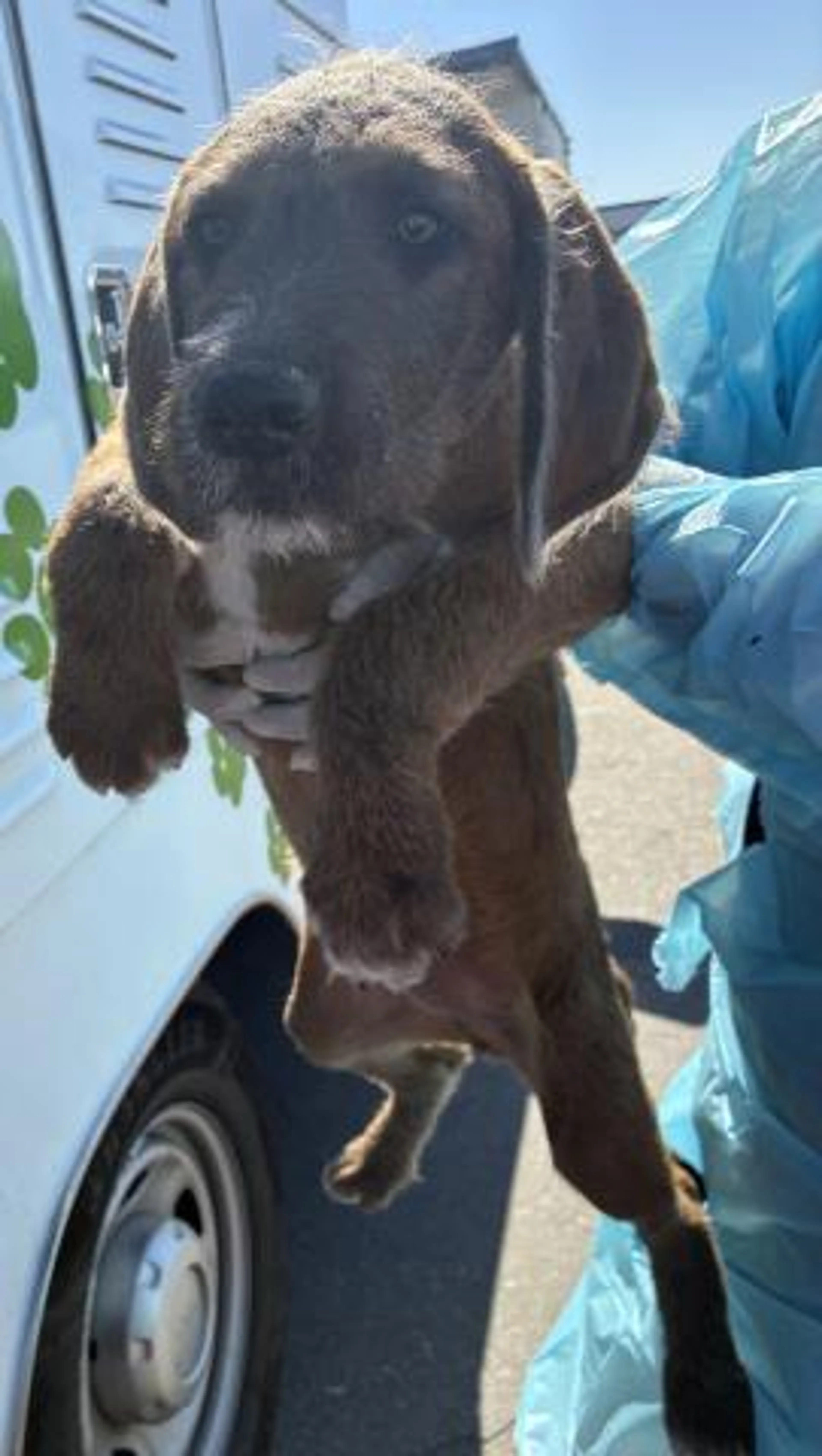 Found pet