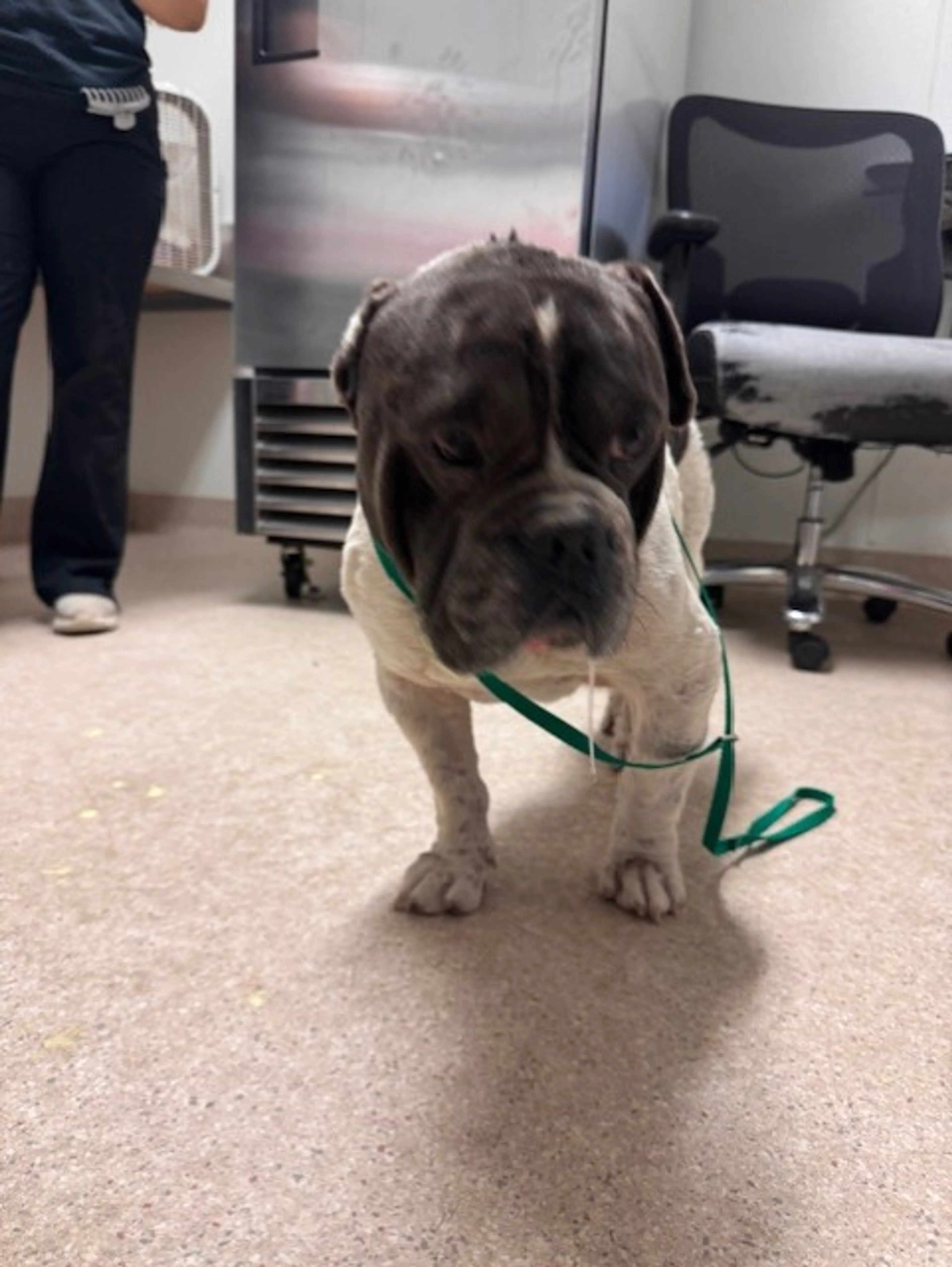 Found pet