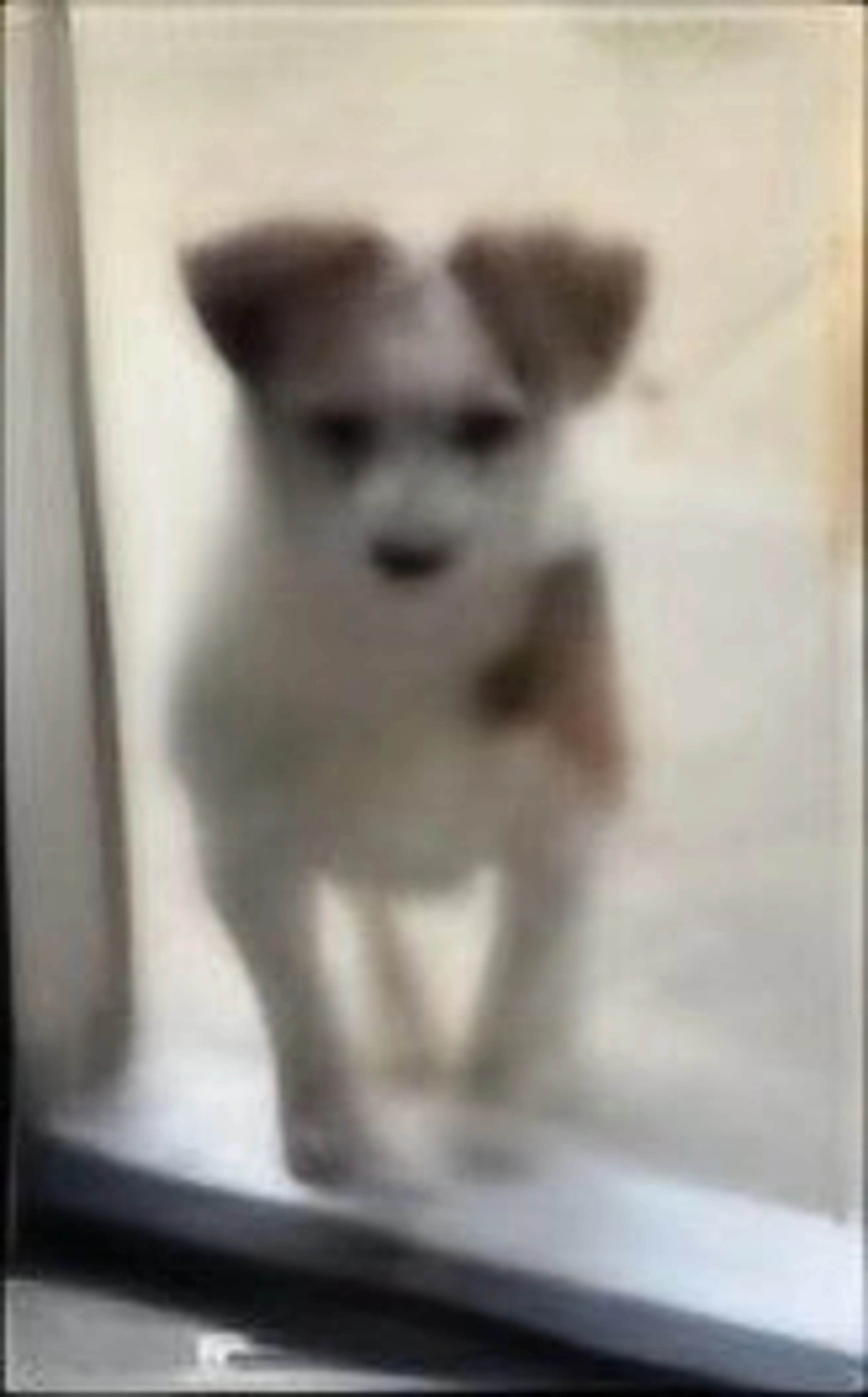 Lost pet-0
