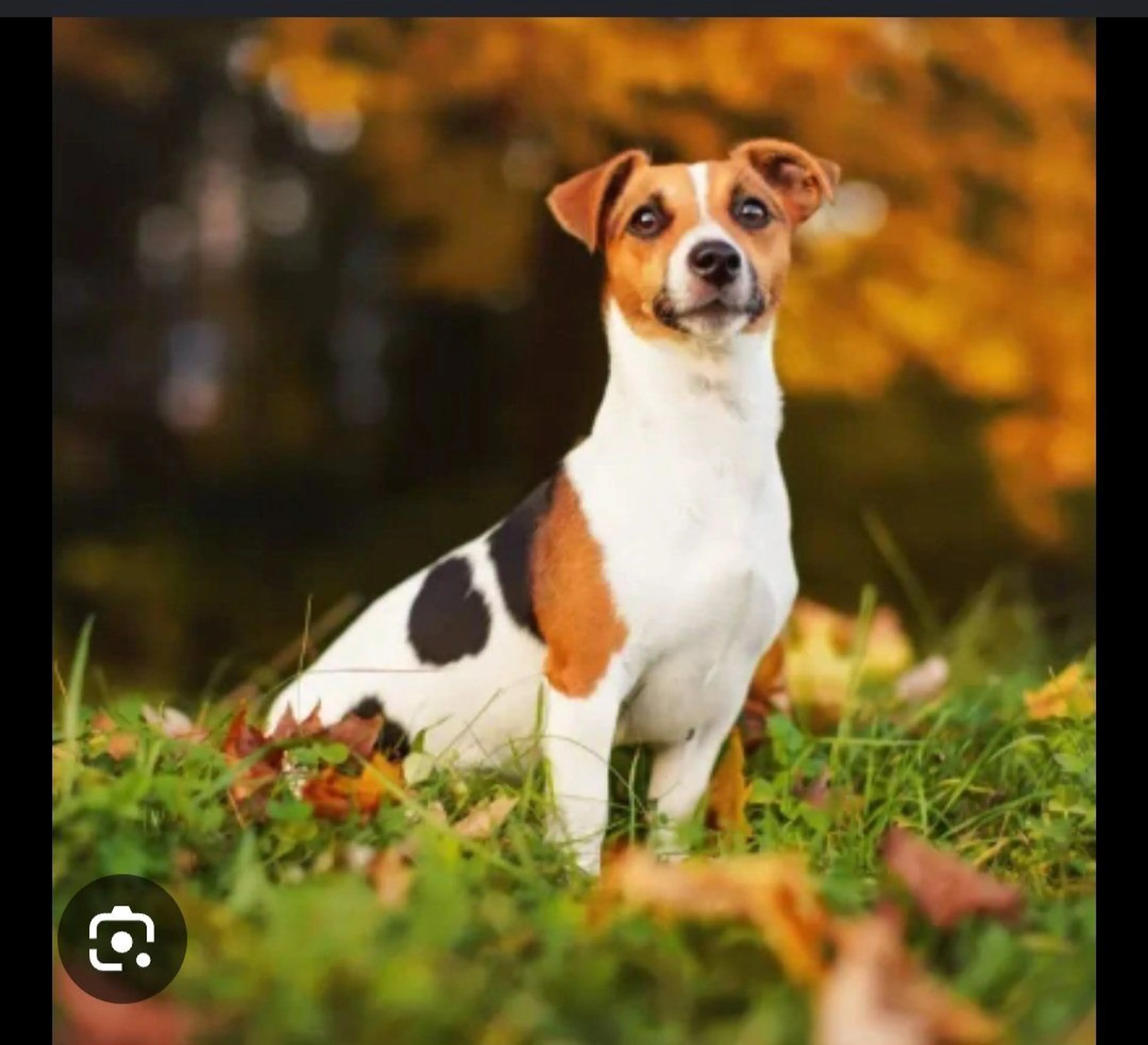 Lost pet-2