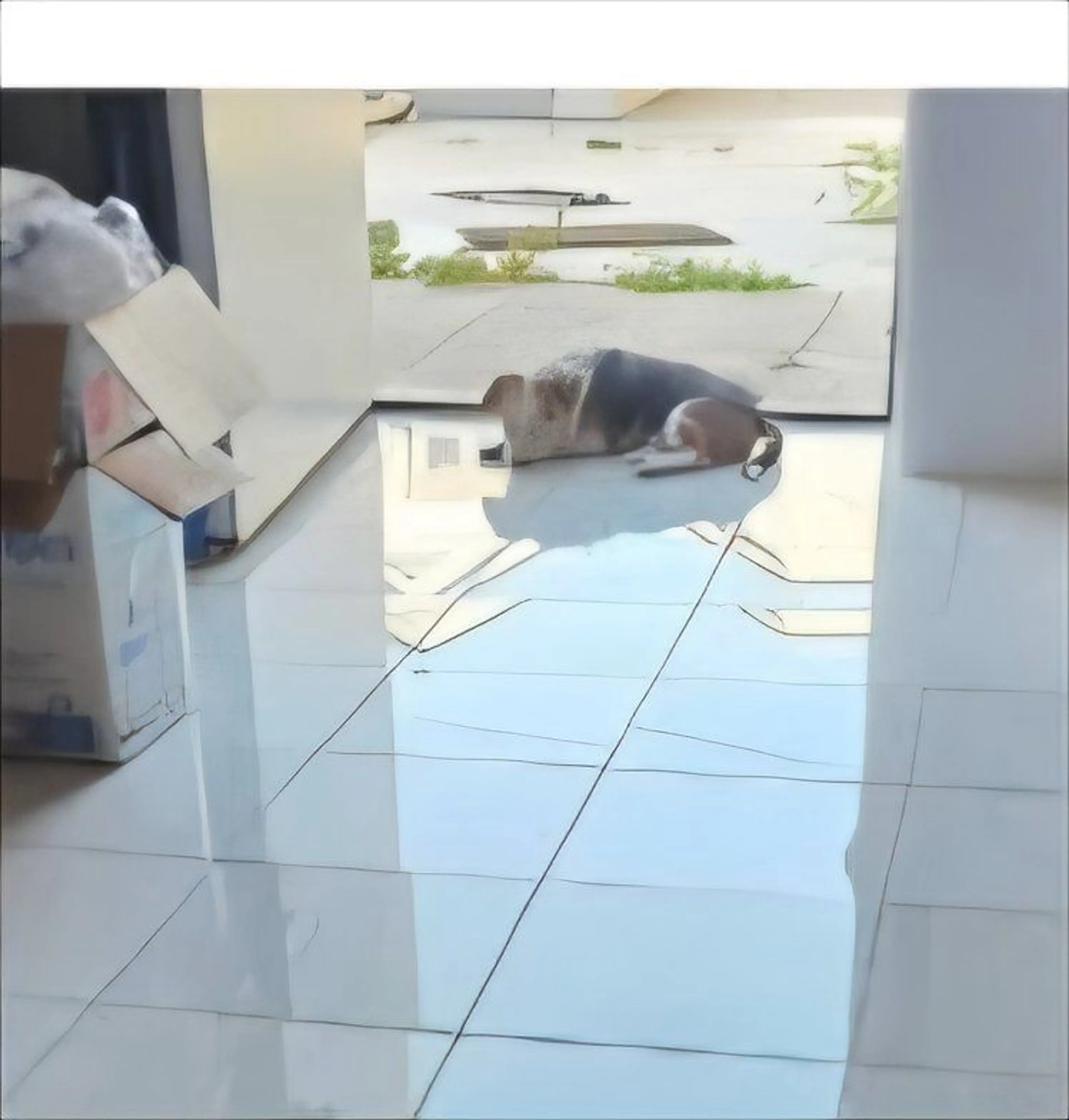 Lost pet-1