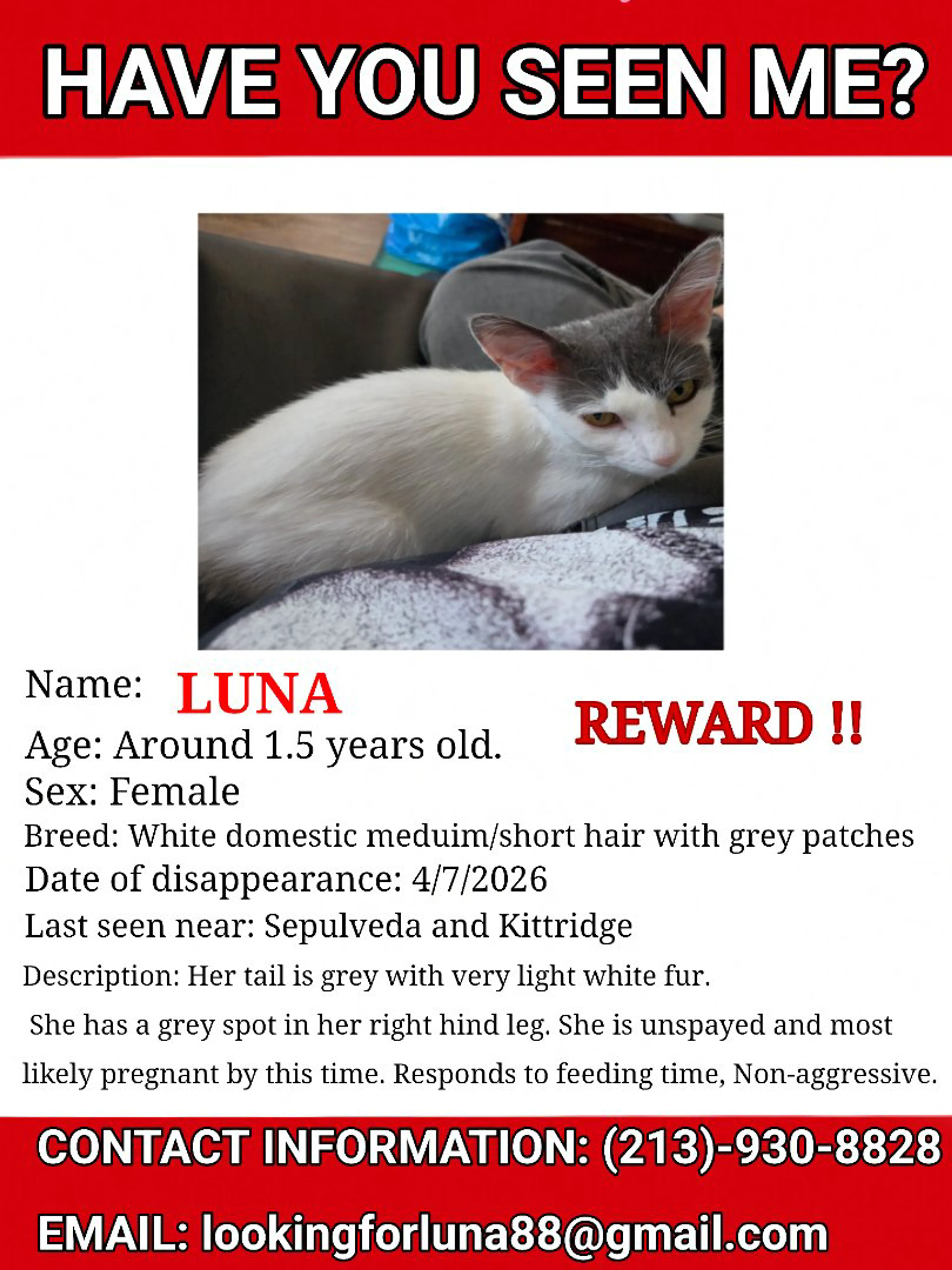 Lost pet-4