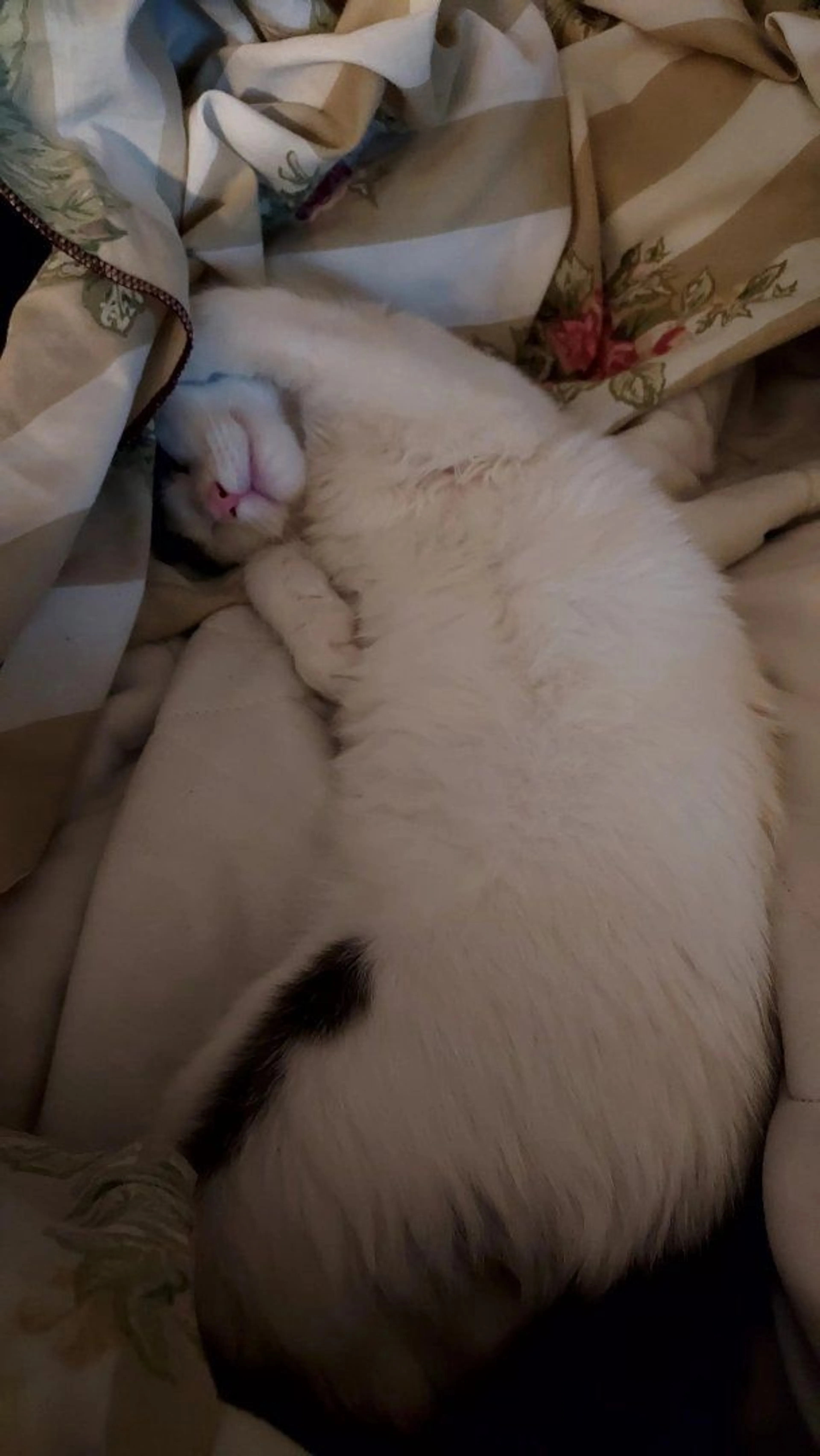 Lost pet-1