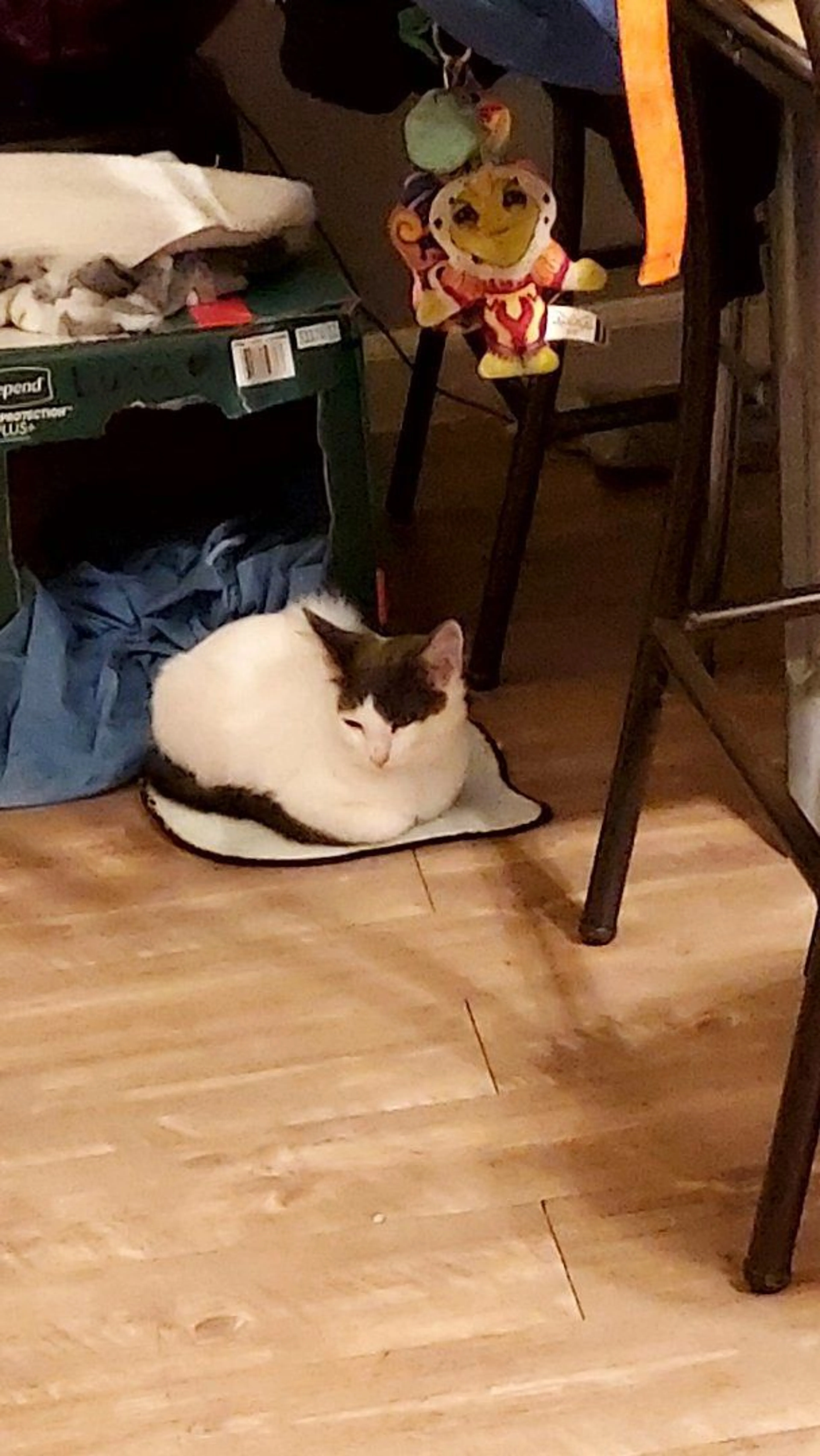 Lost pet-2