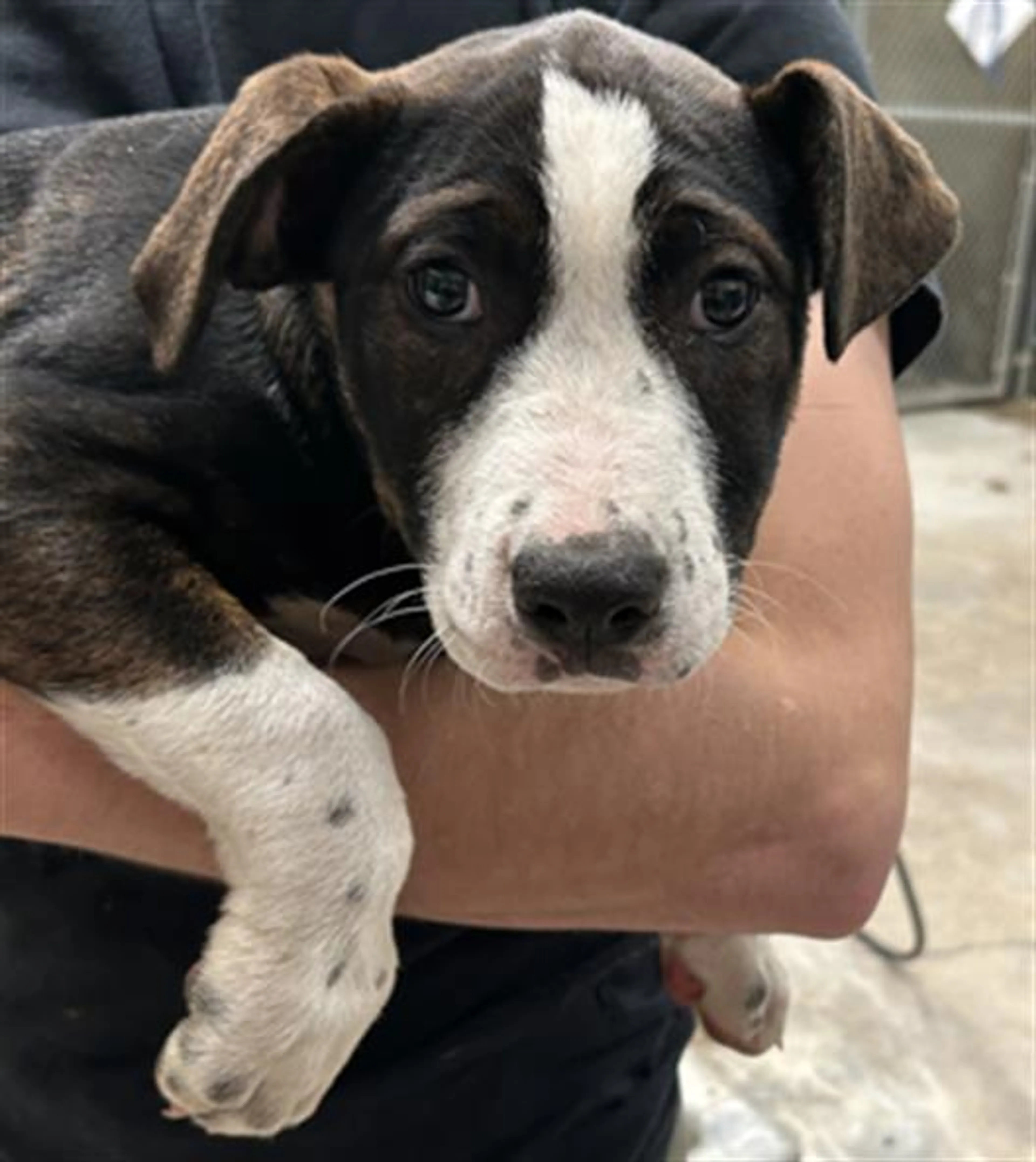 Found pet