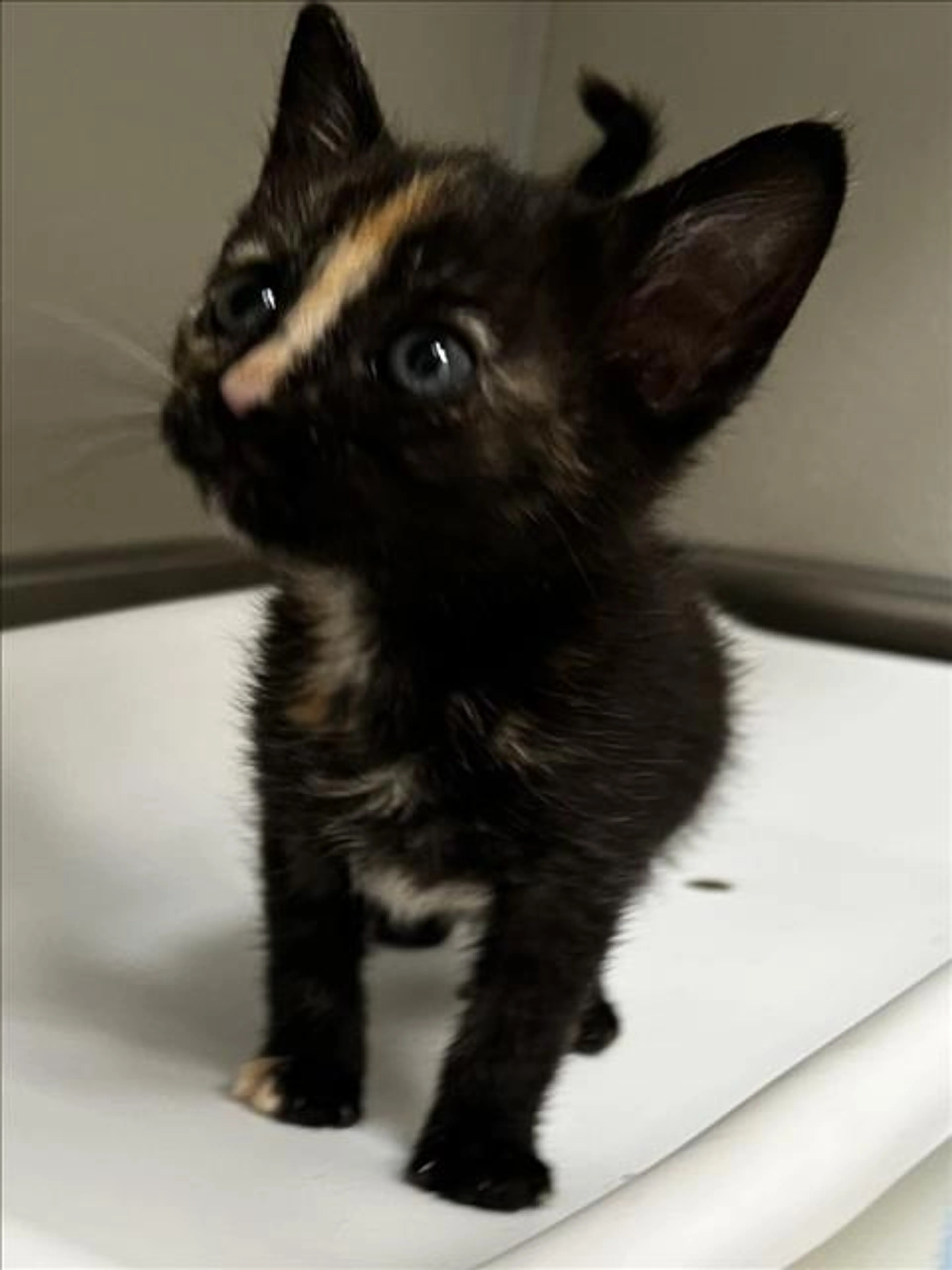 Found pet