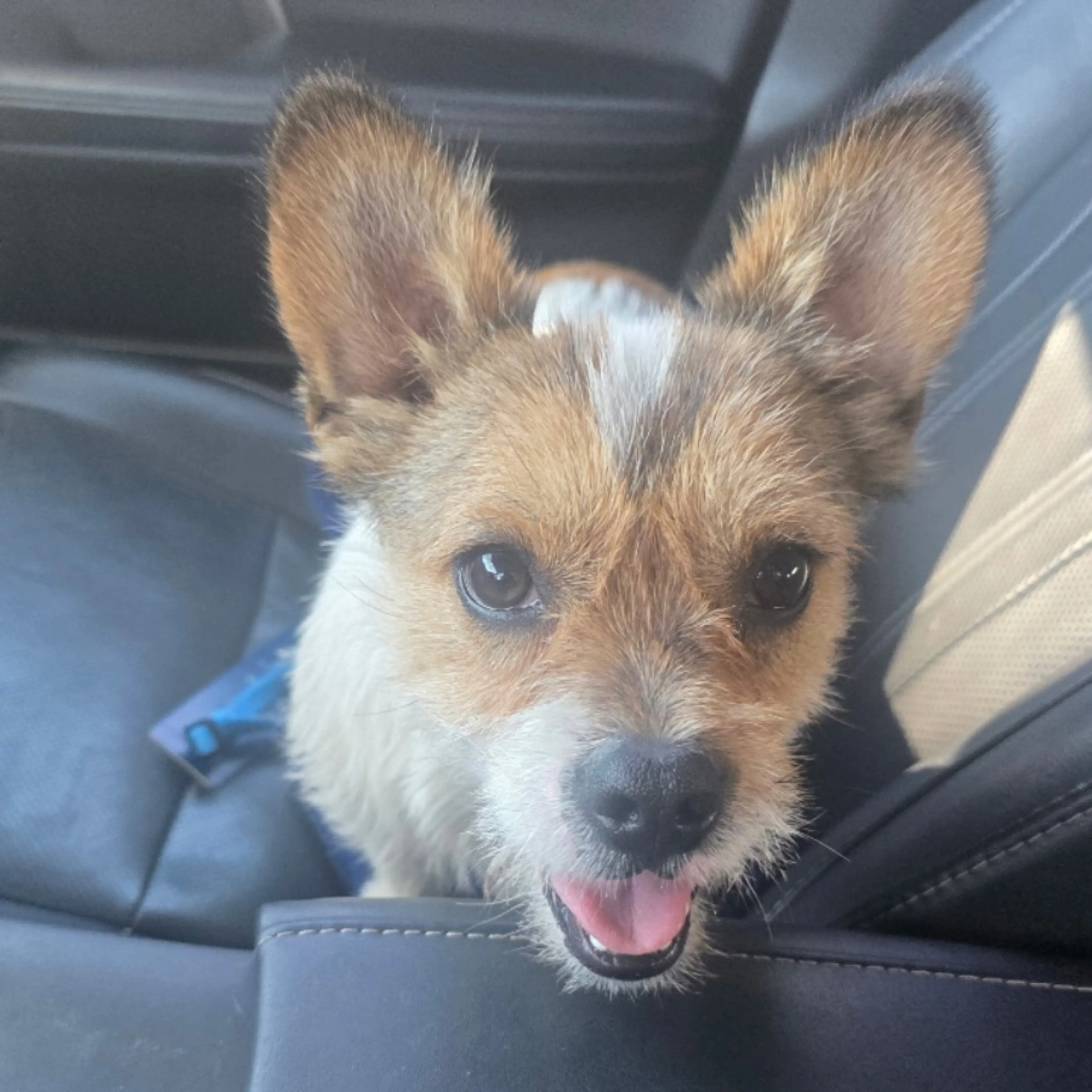 Found pet