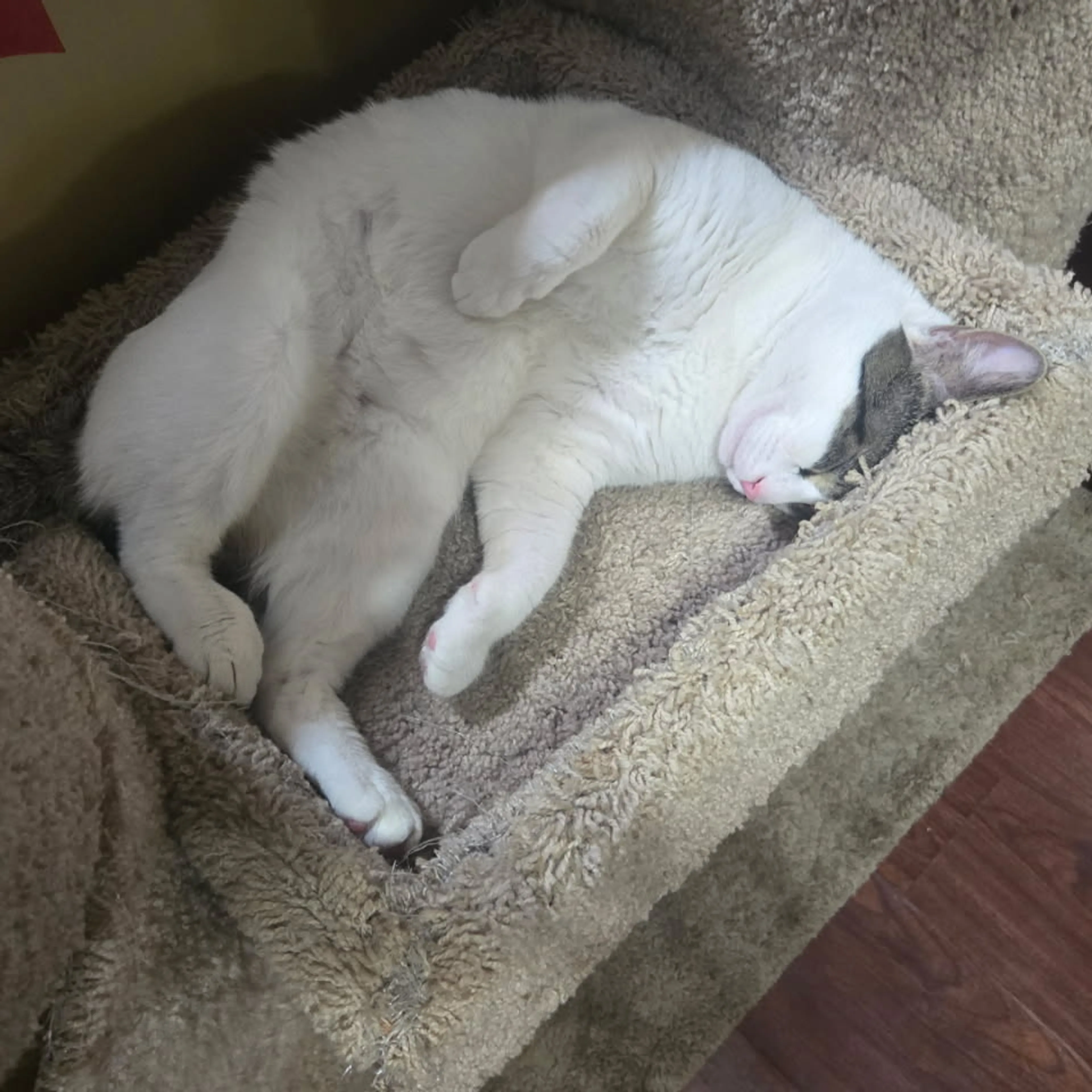 Lost pet-1