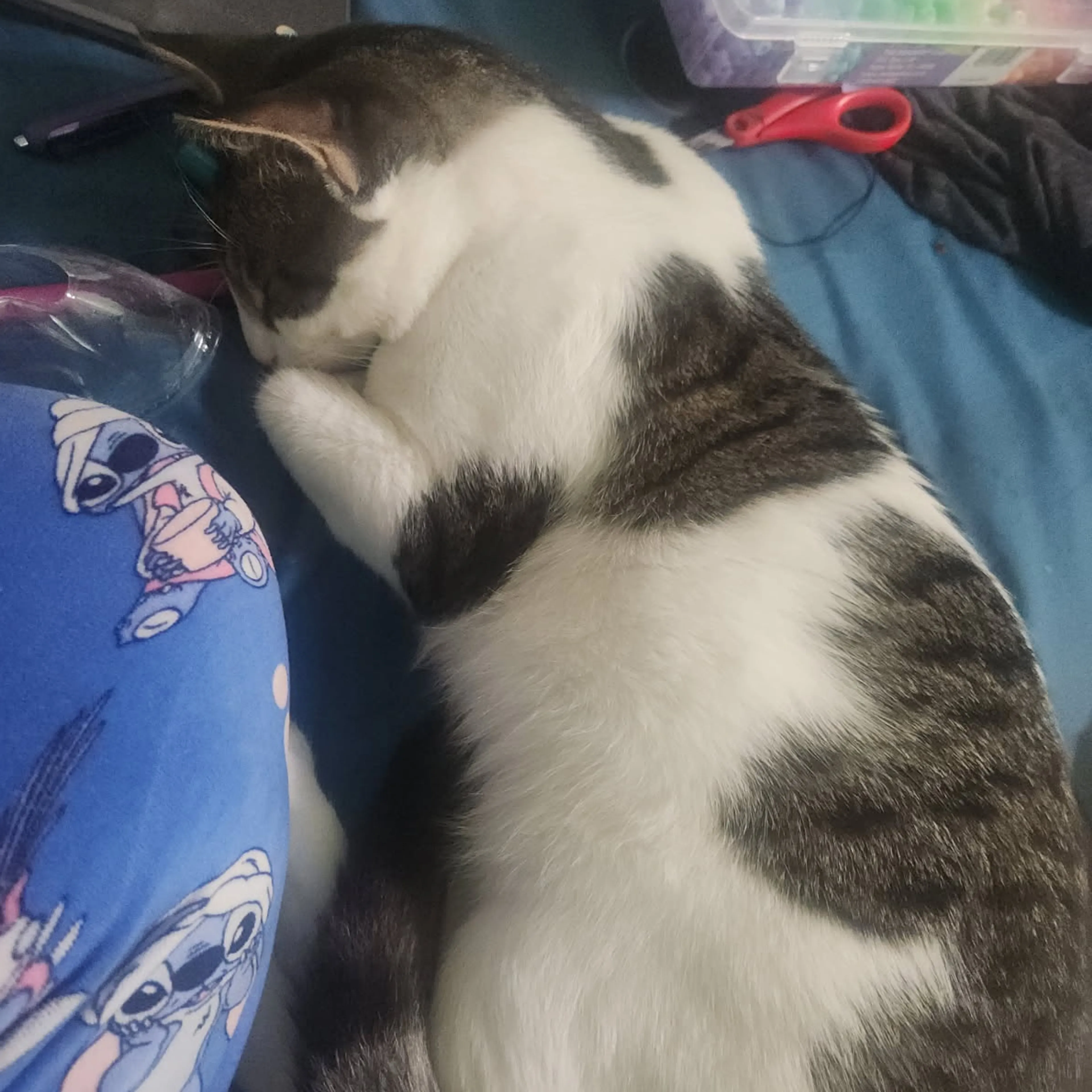 Lost pet-3