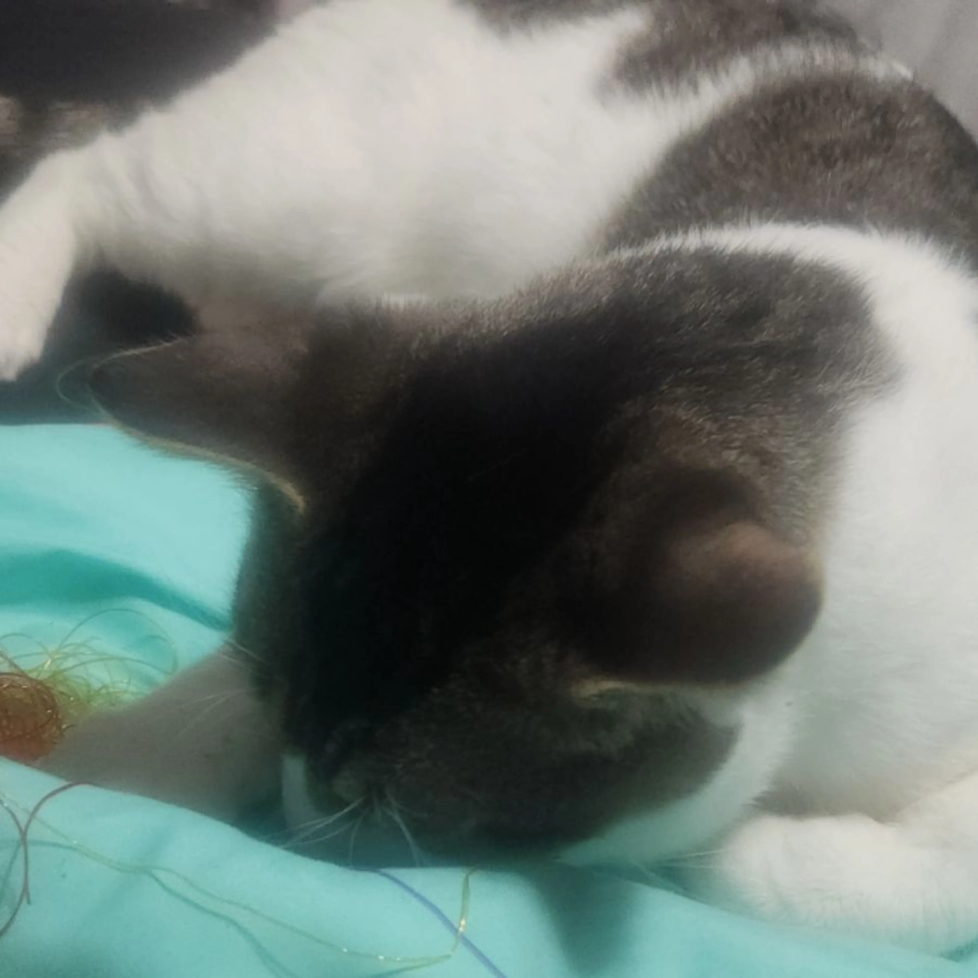 Lost pet-0
