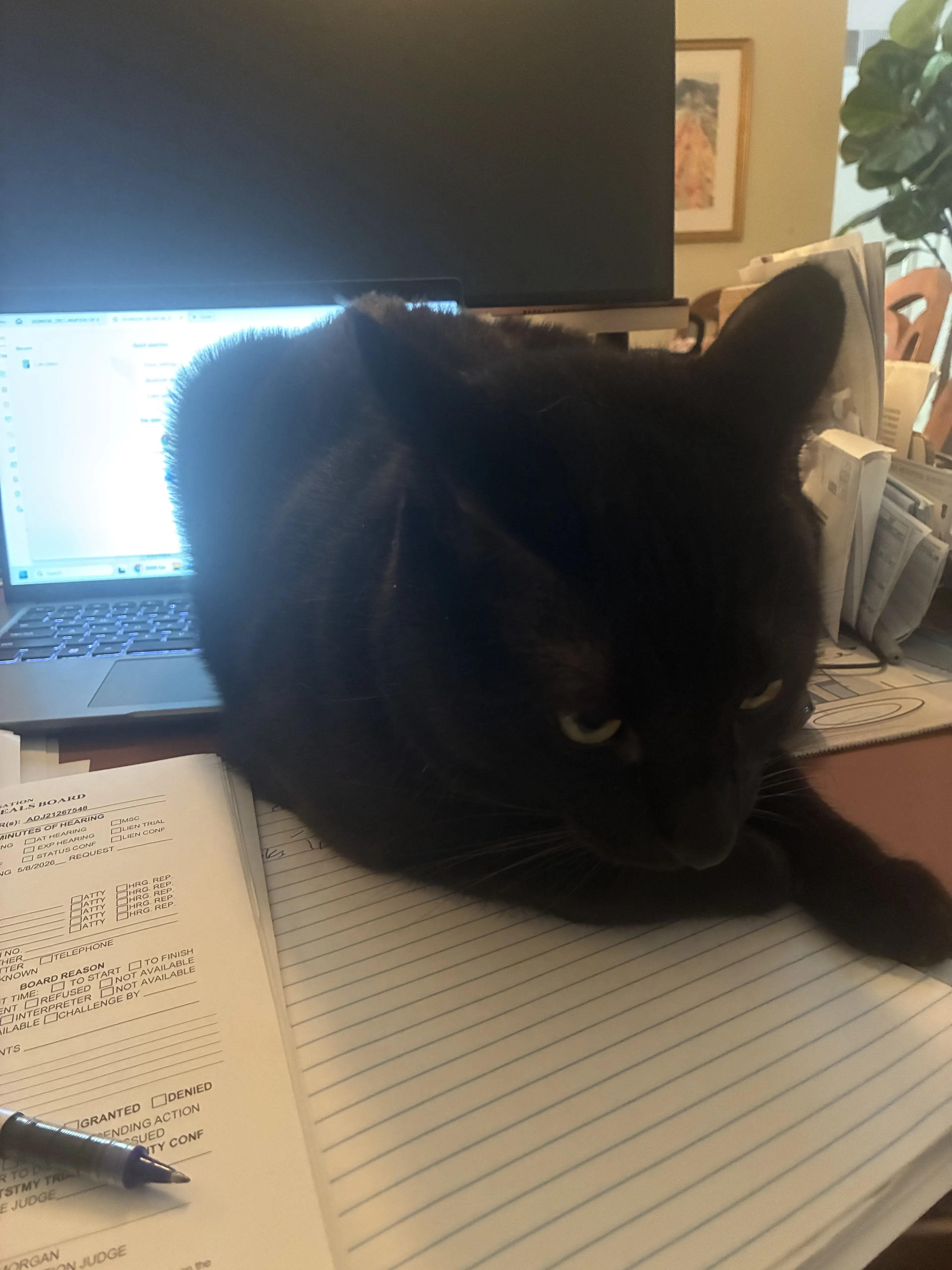 Lost pet-2
