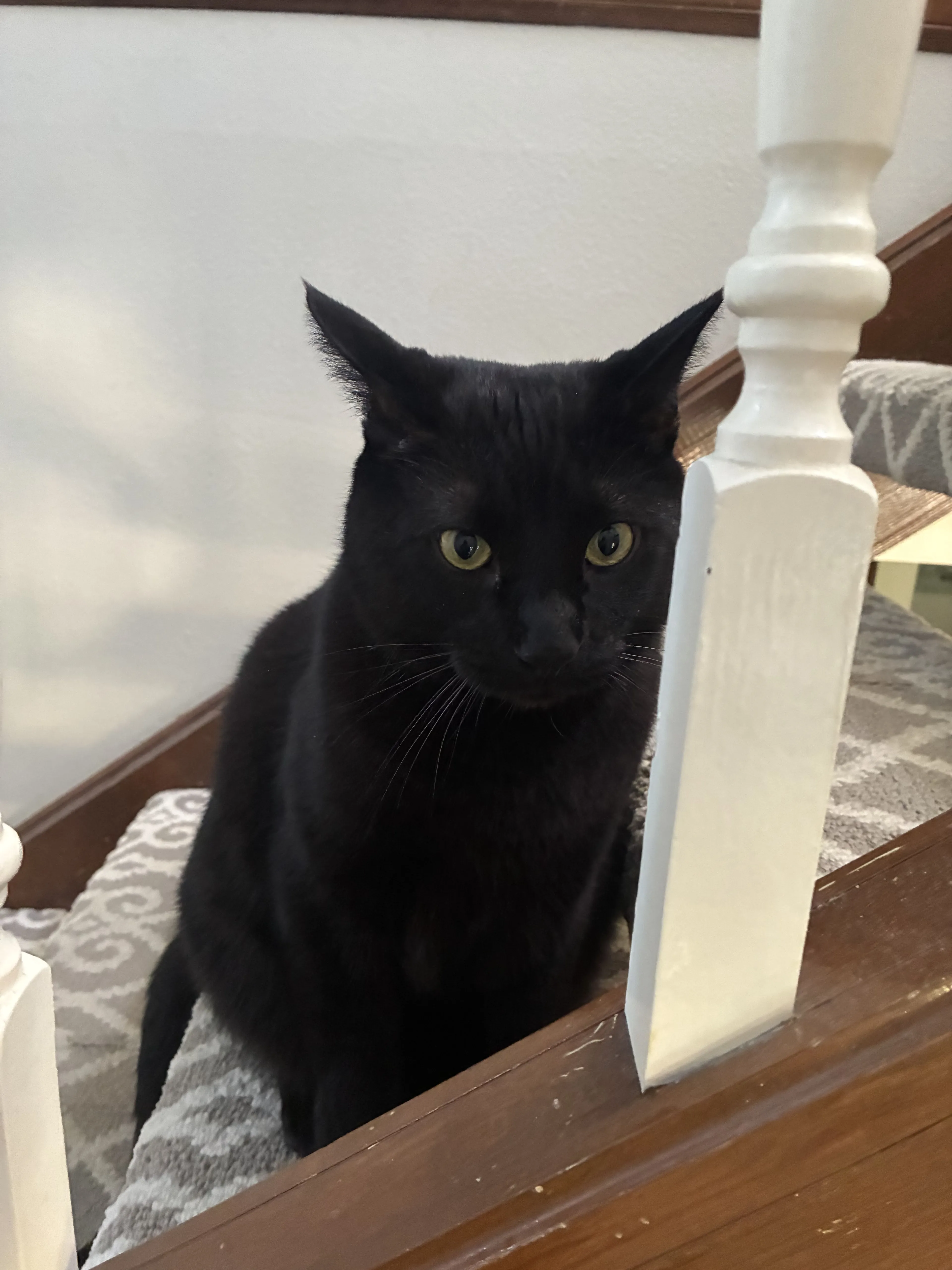 Lost pet-1