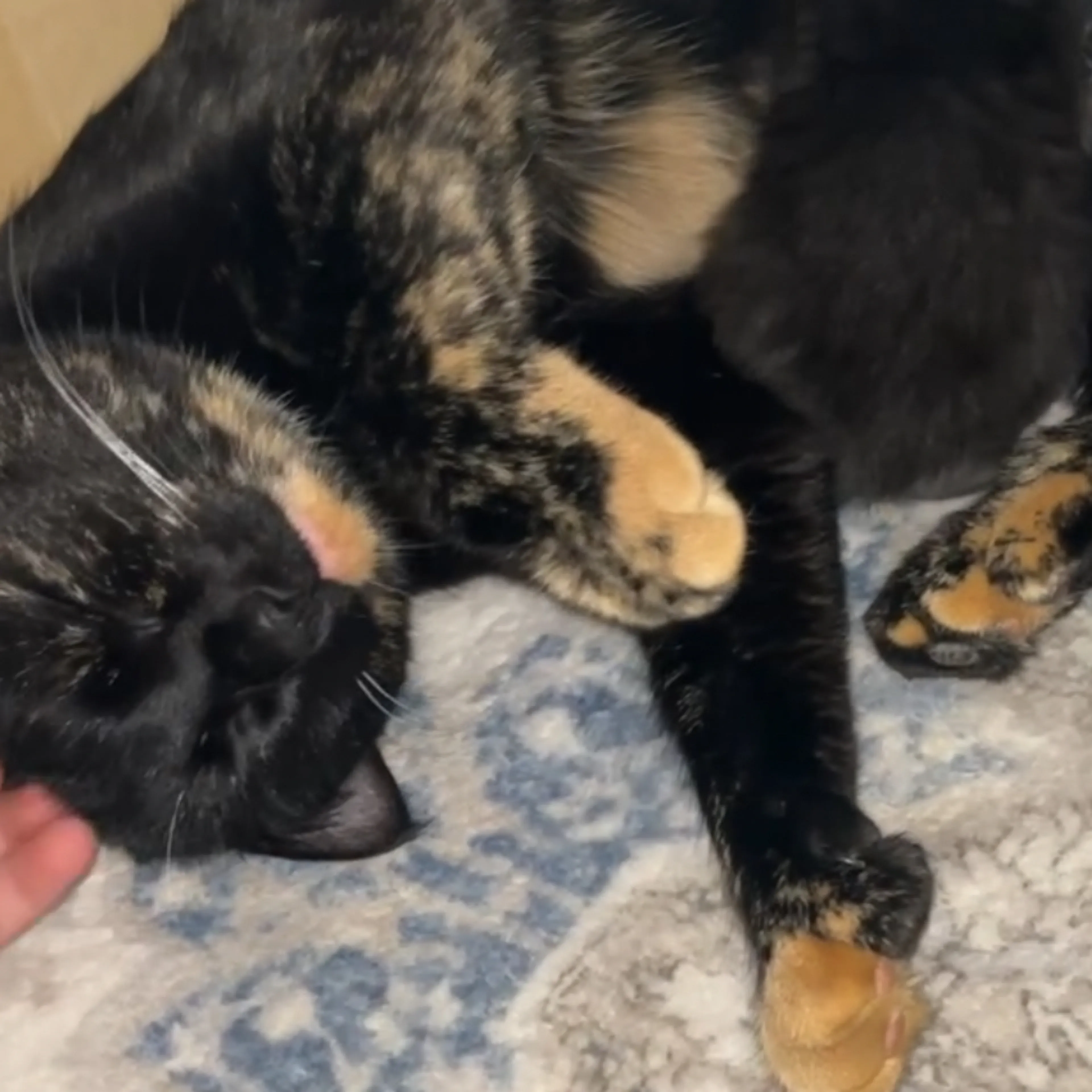 Lost pet-3