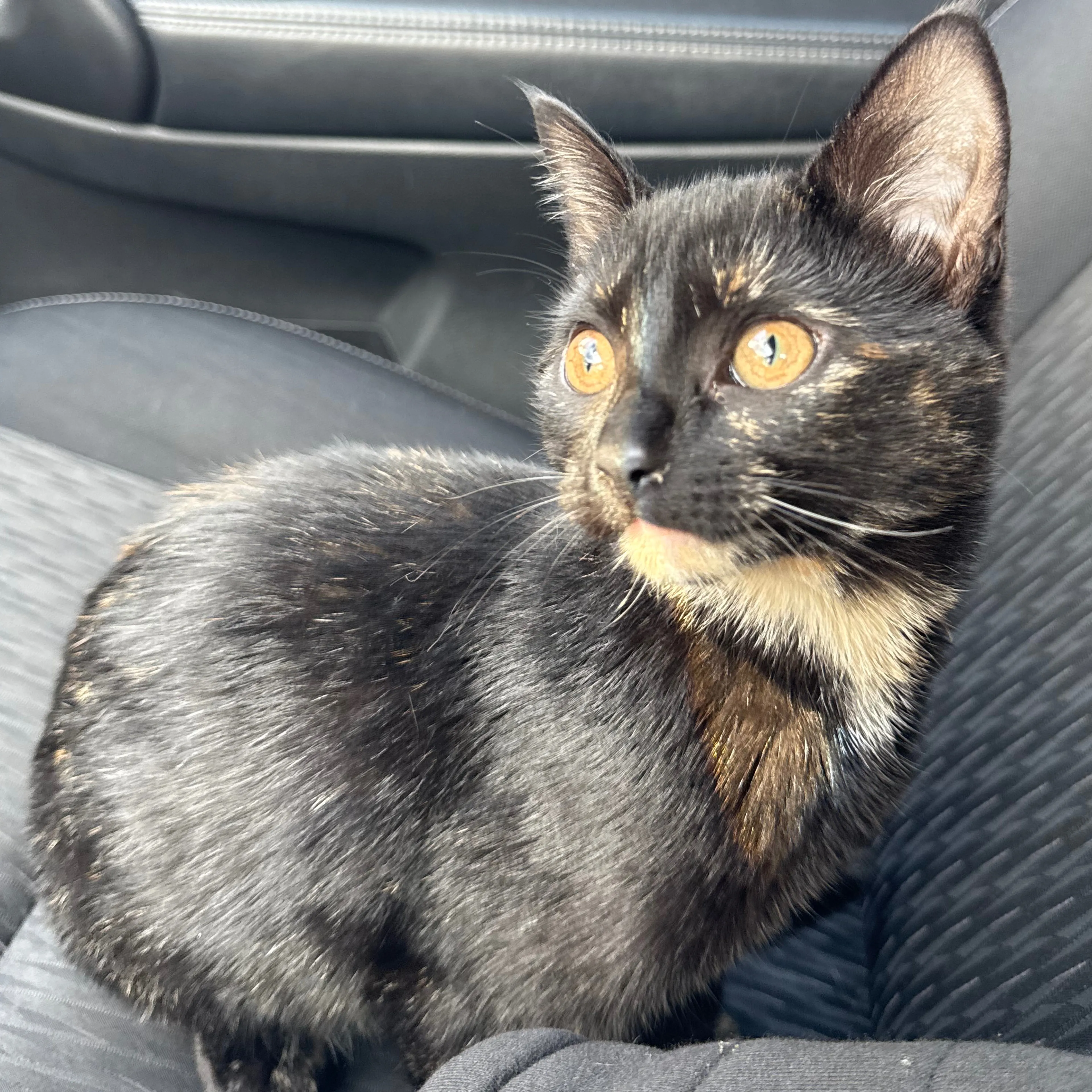 Lost pet-1