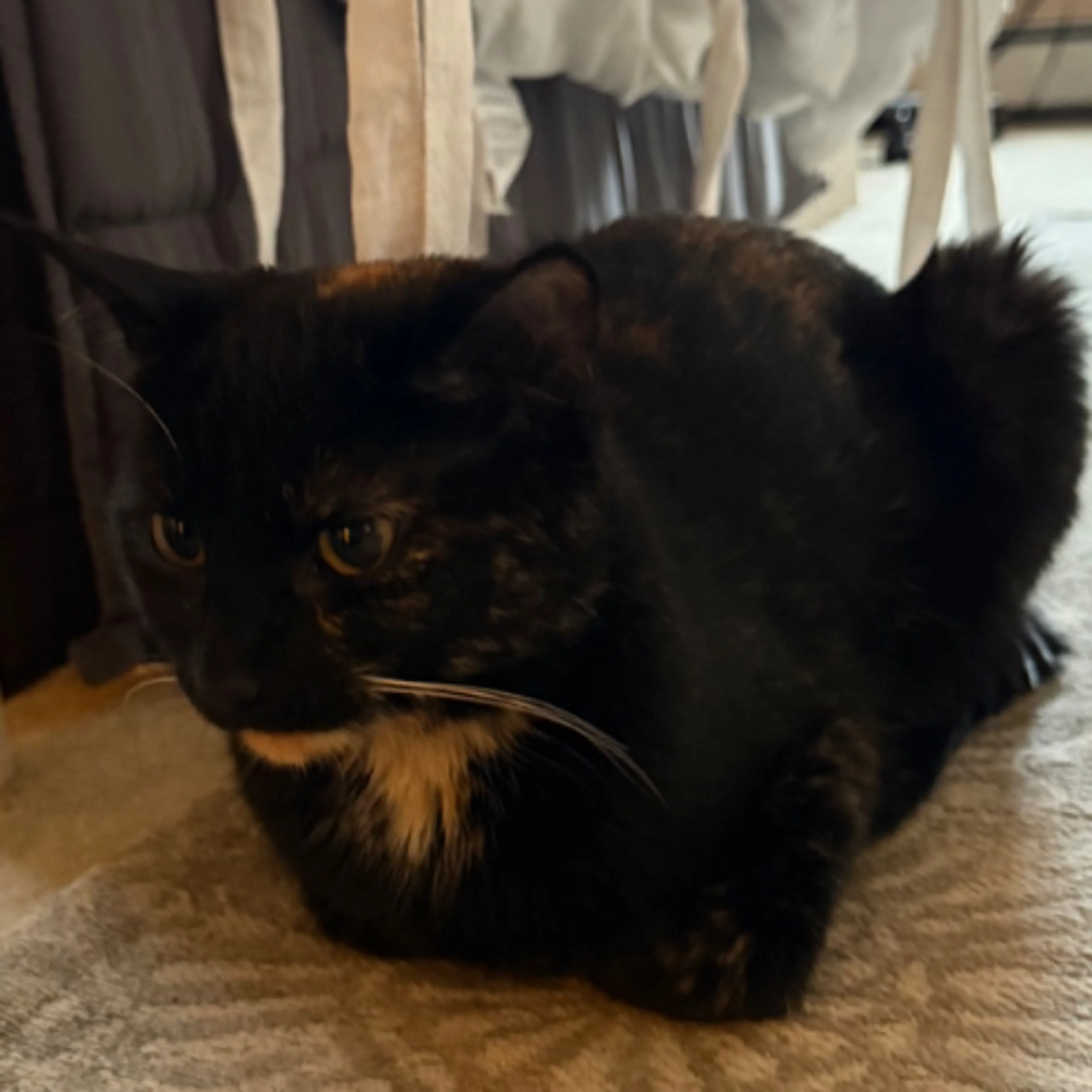Lost pet-0