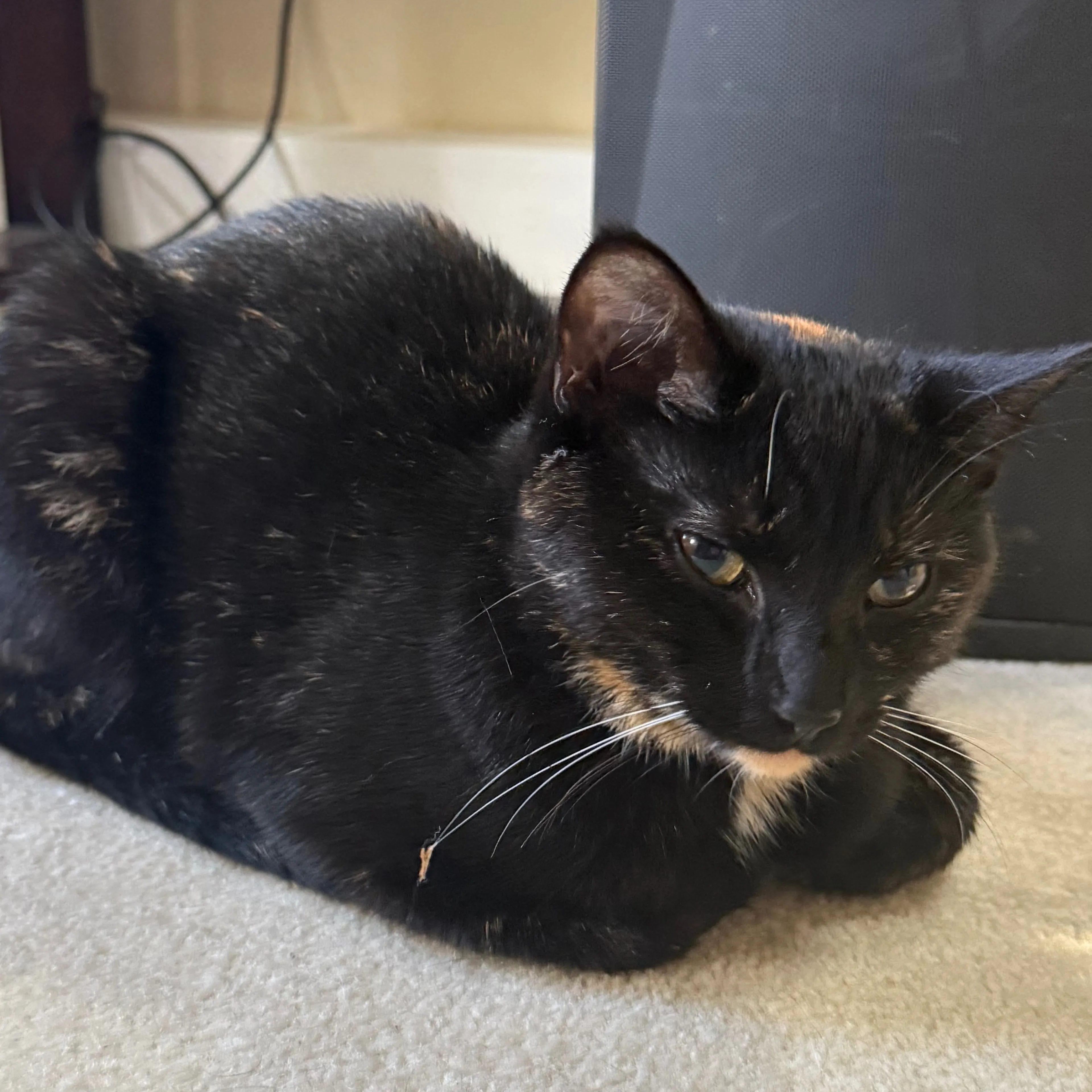 Lost pet-2