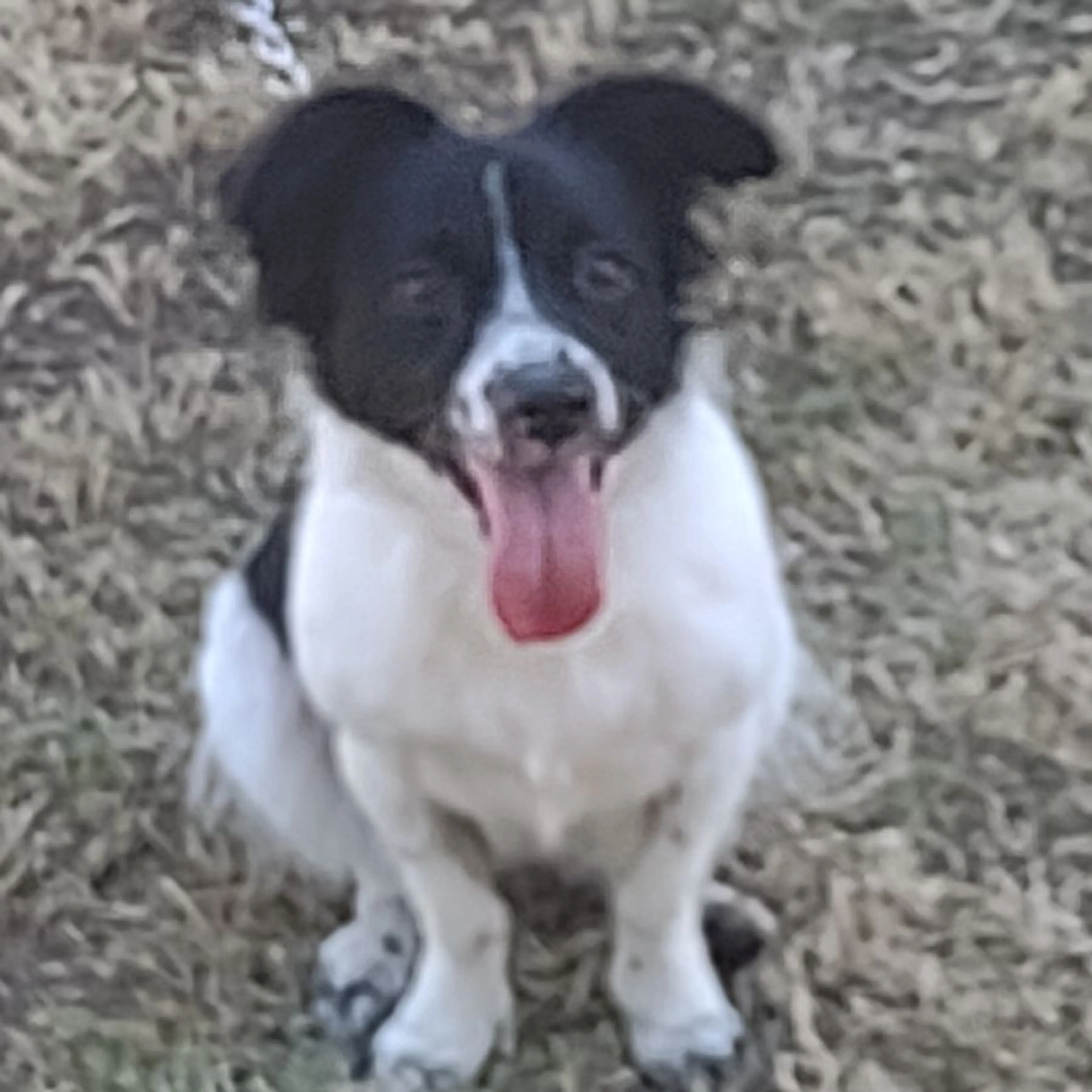 Found pet-0