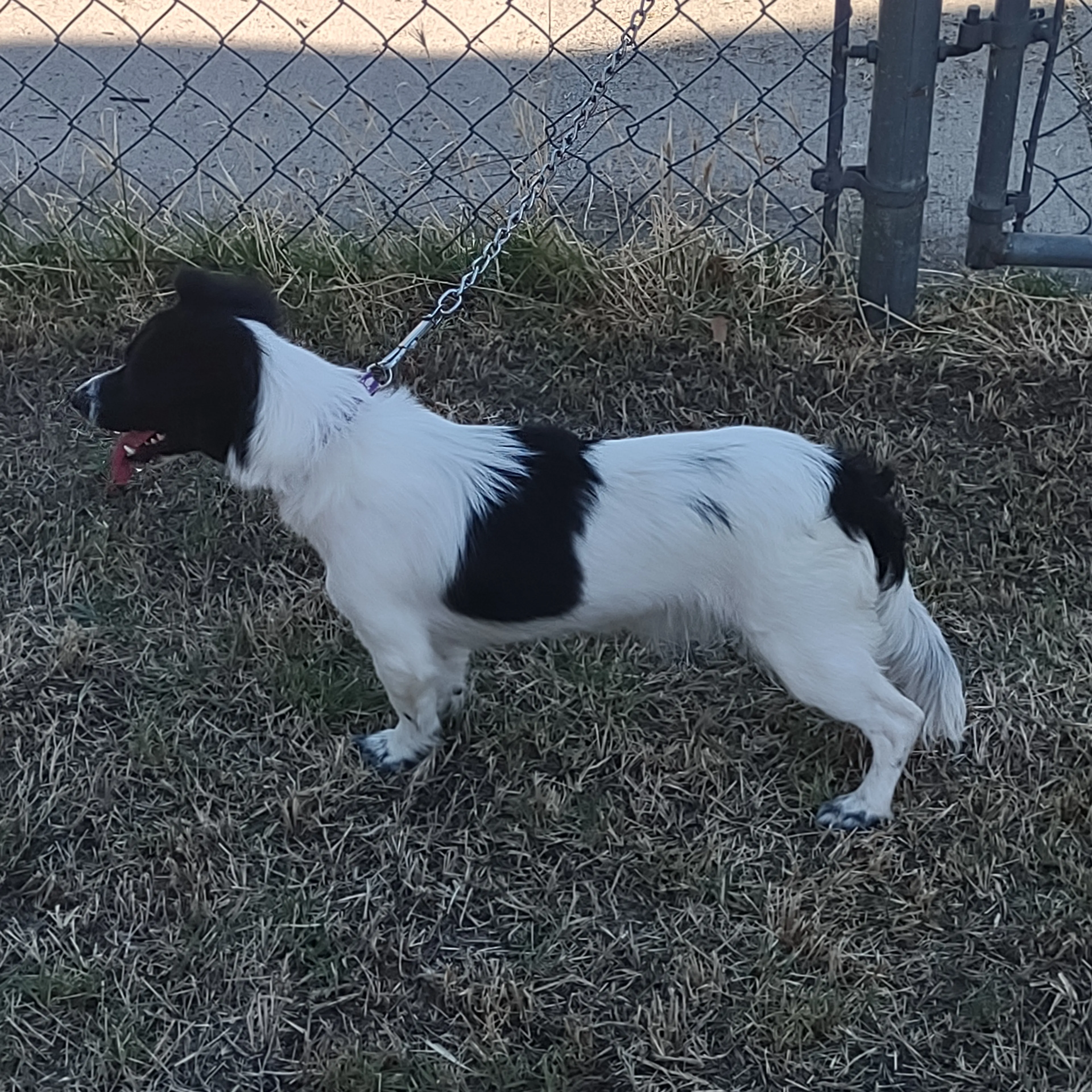 Found pet-1