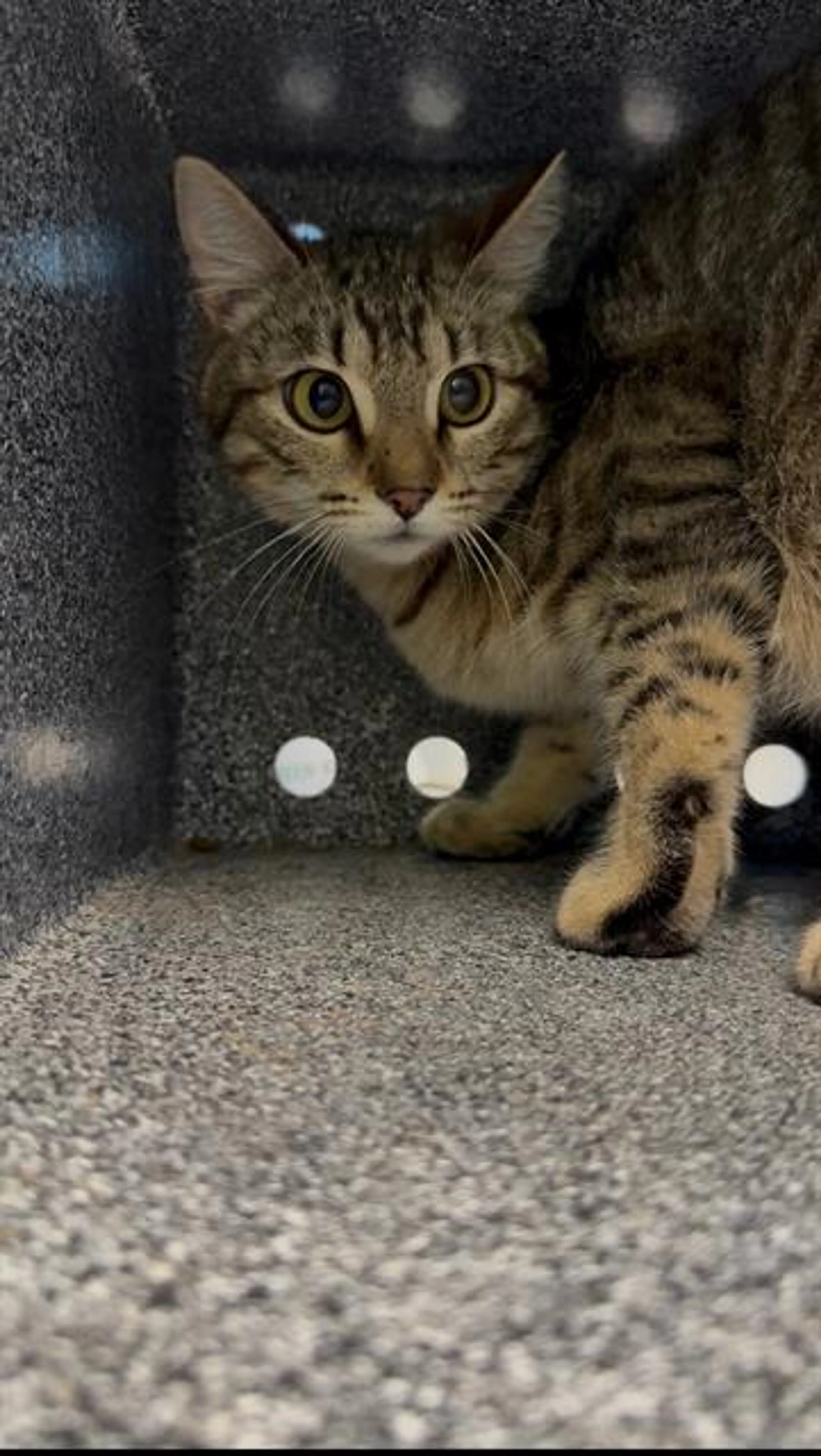Found pet