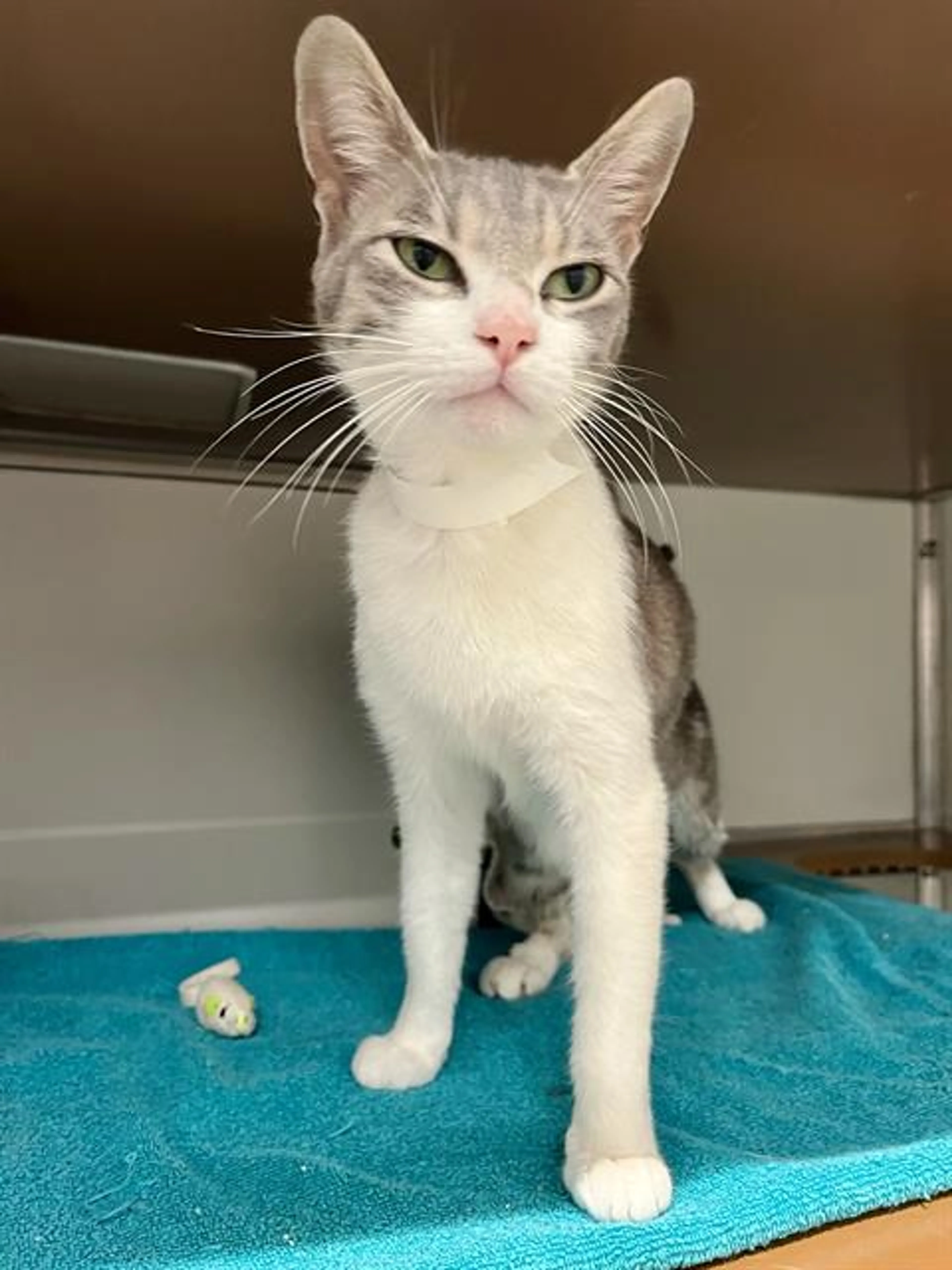 Found pet