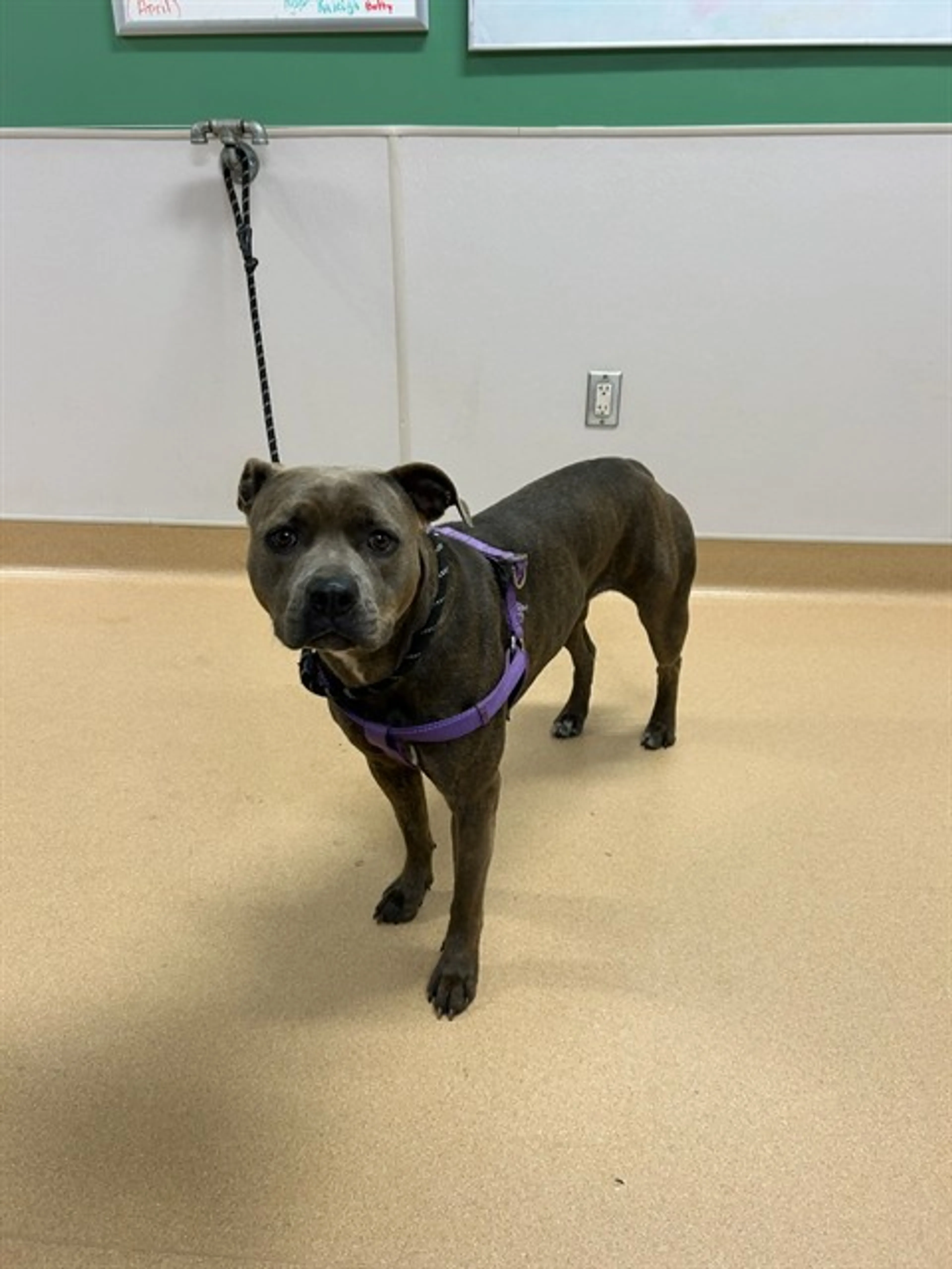 Found pet