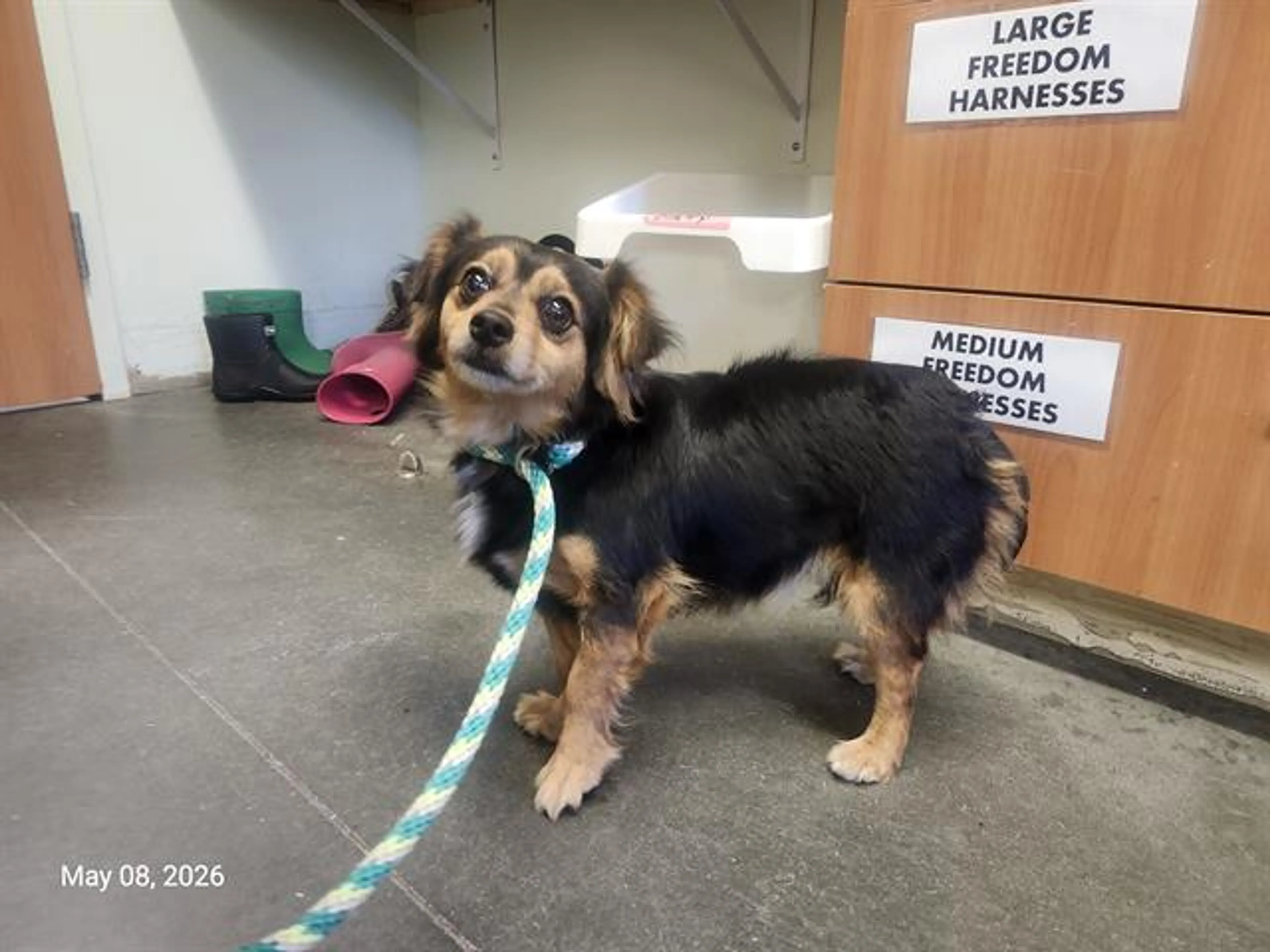 Found pet