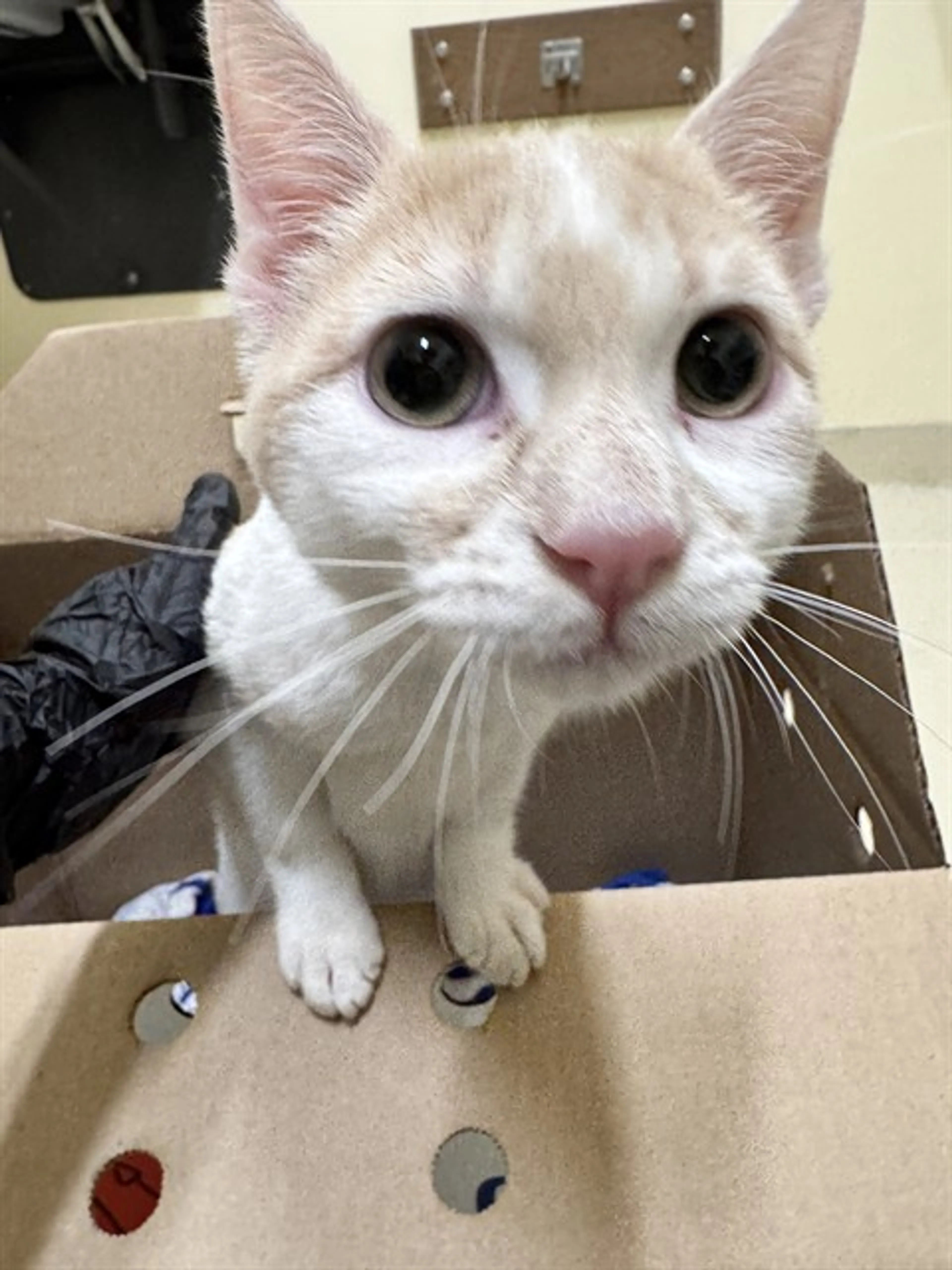 Found pet