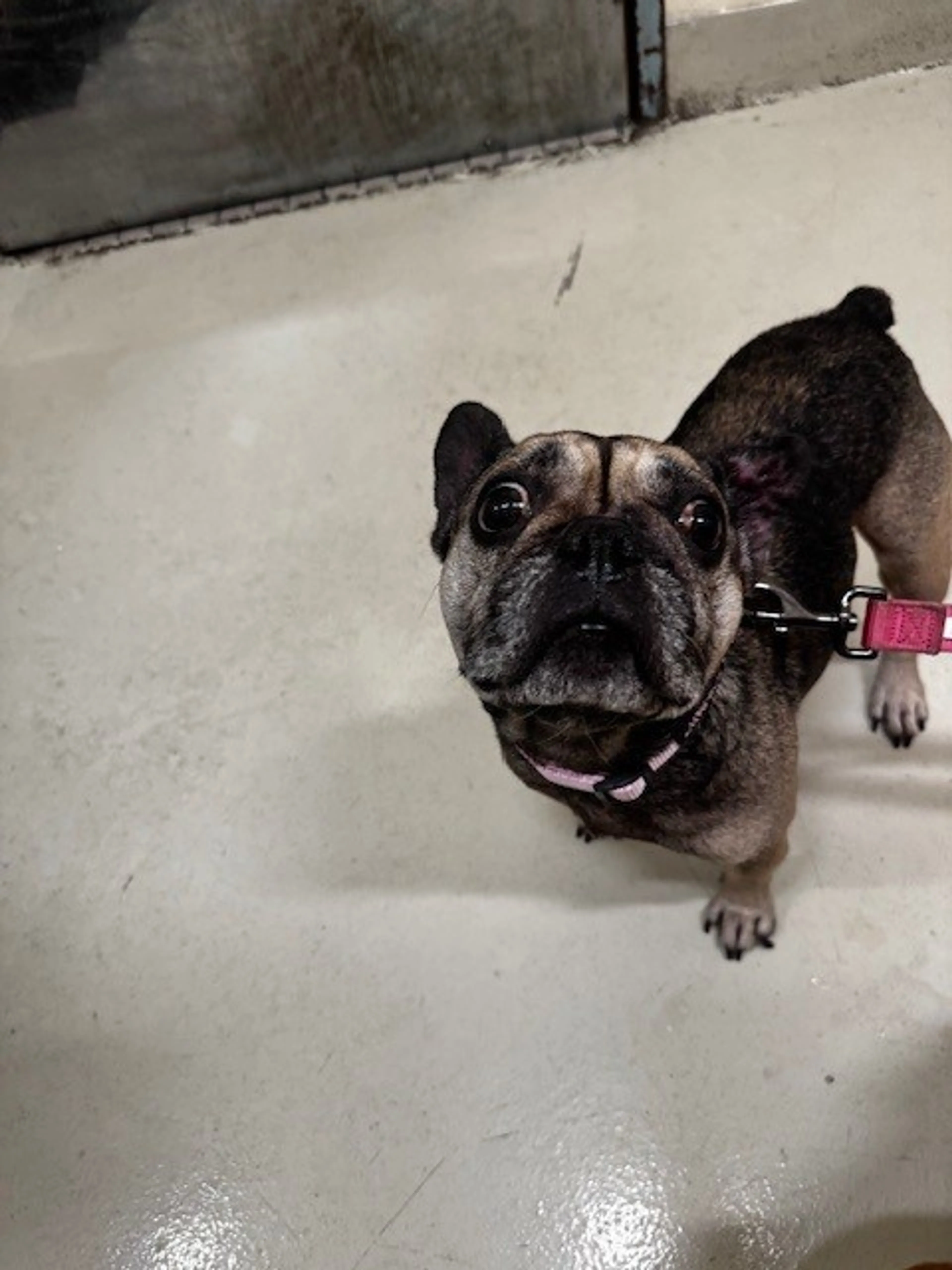 Found pet