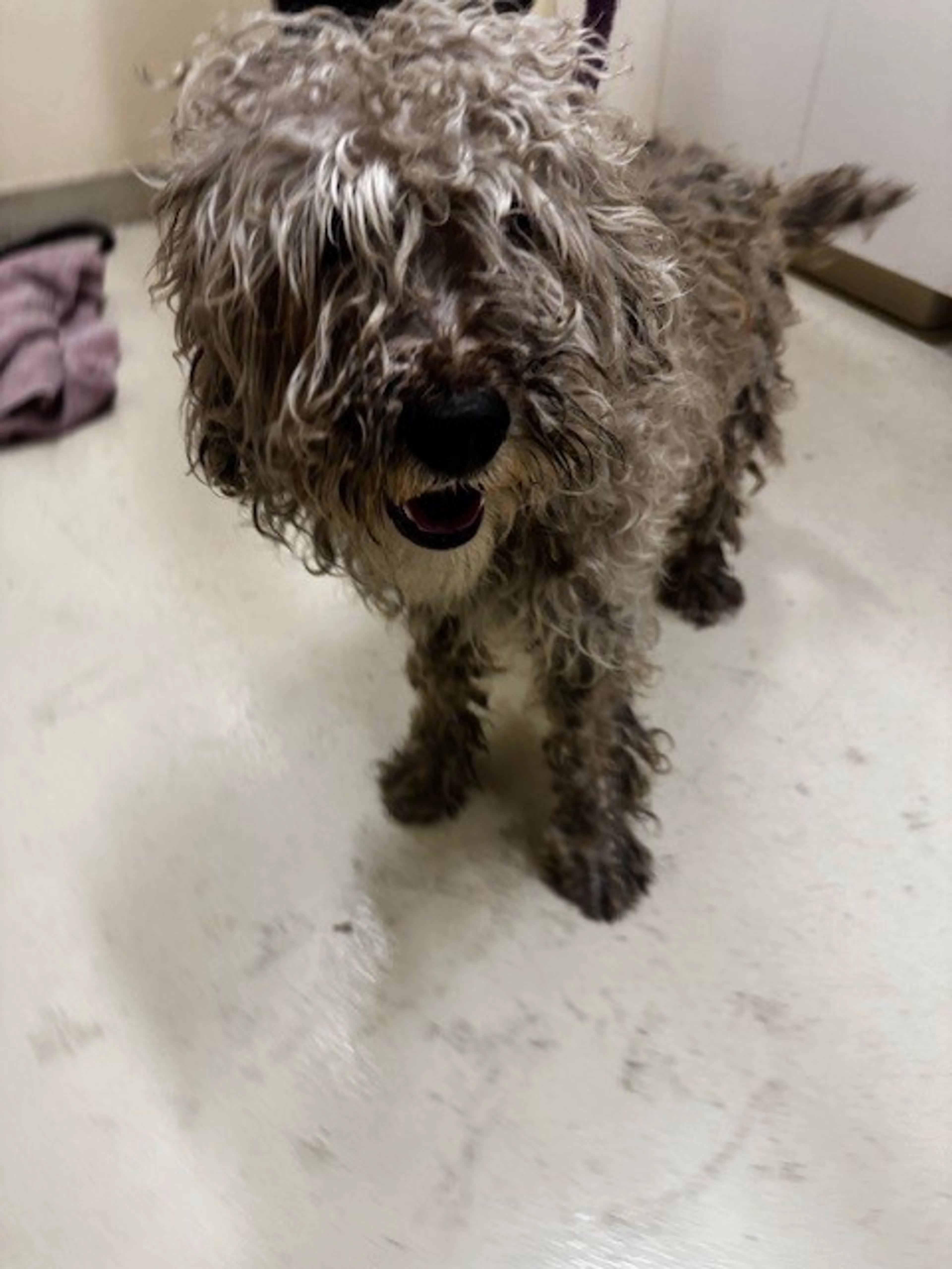 Found pet