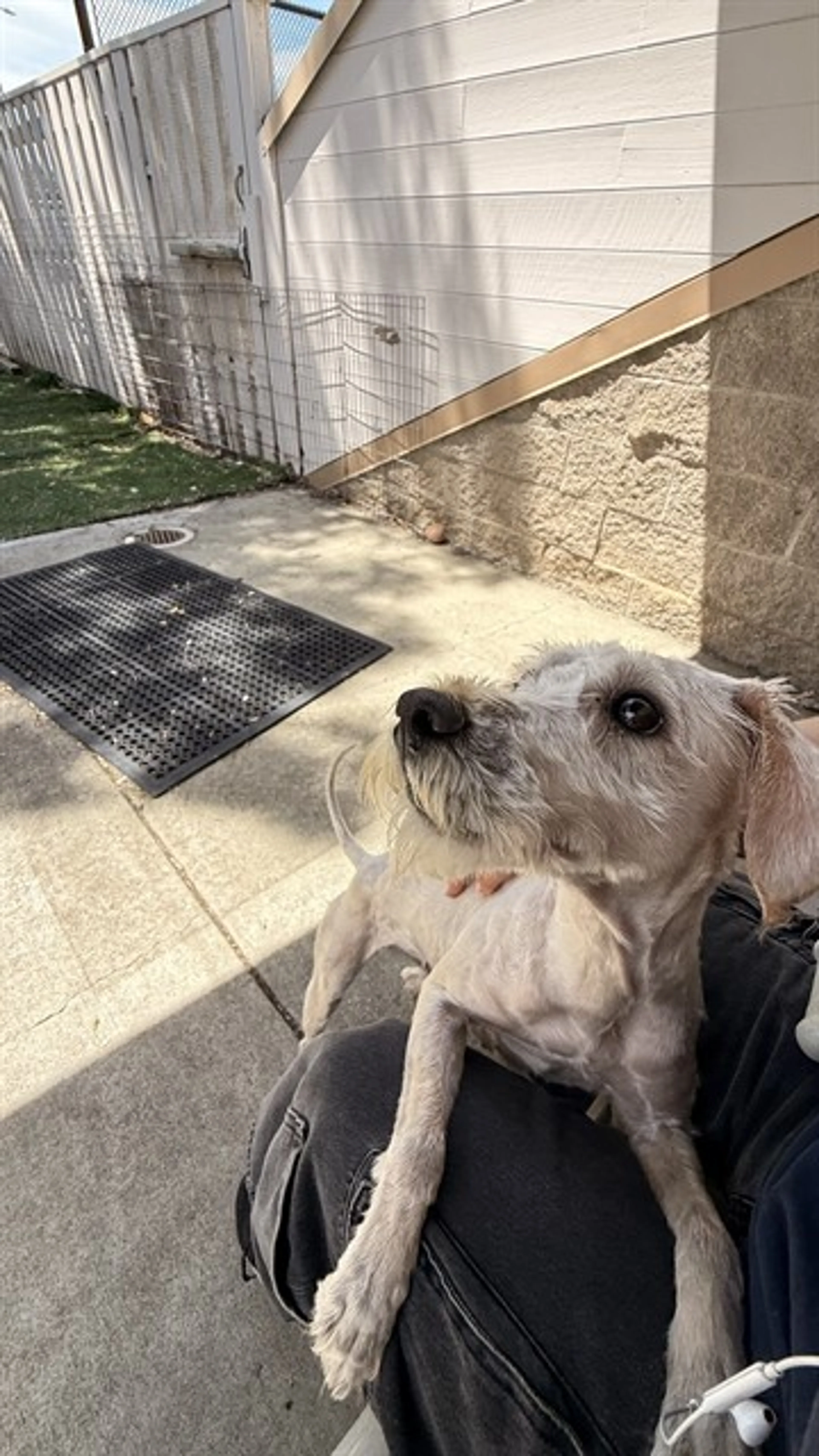 Found pet