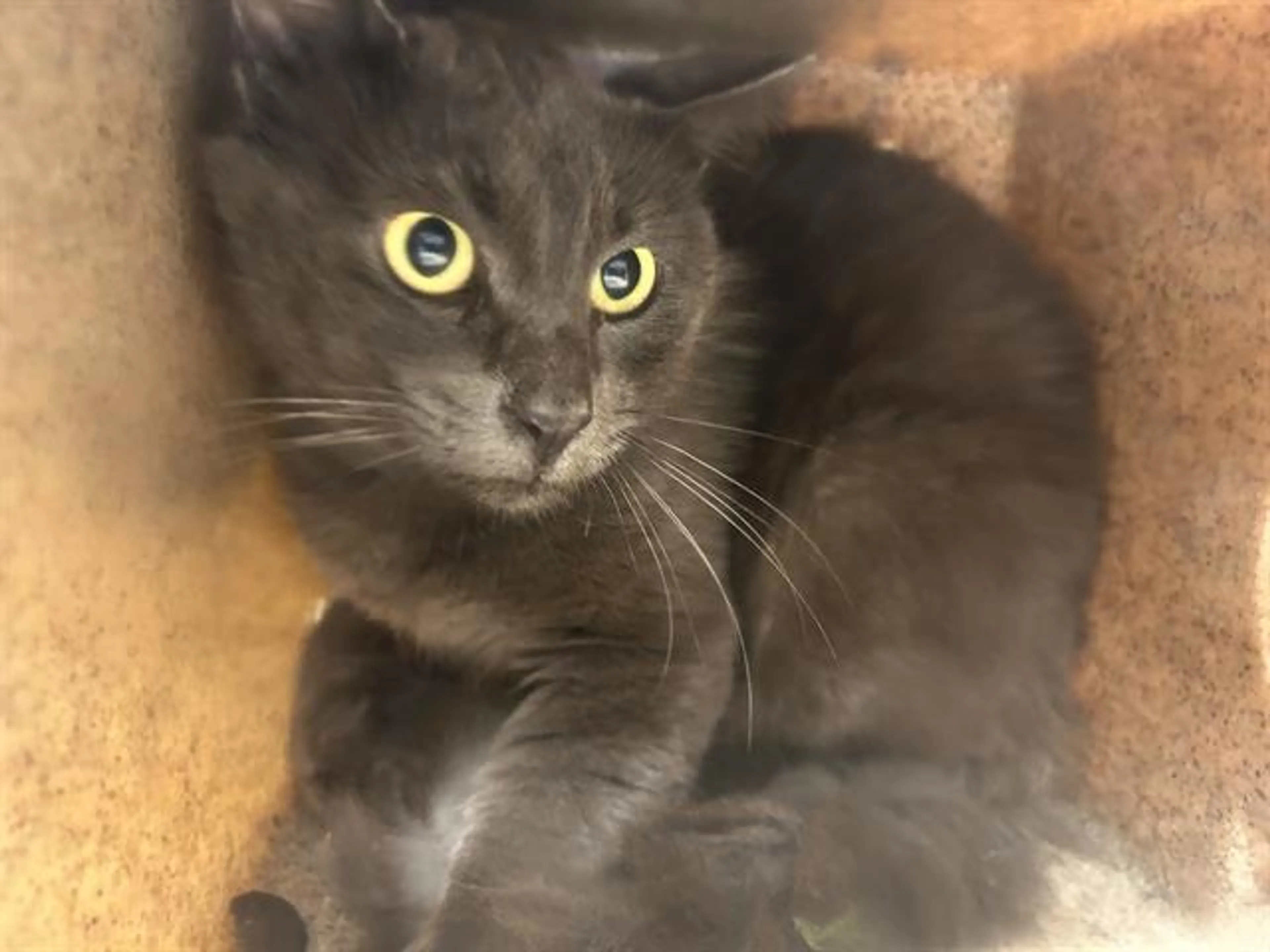 Found pet
