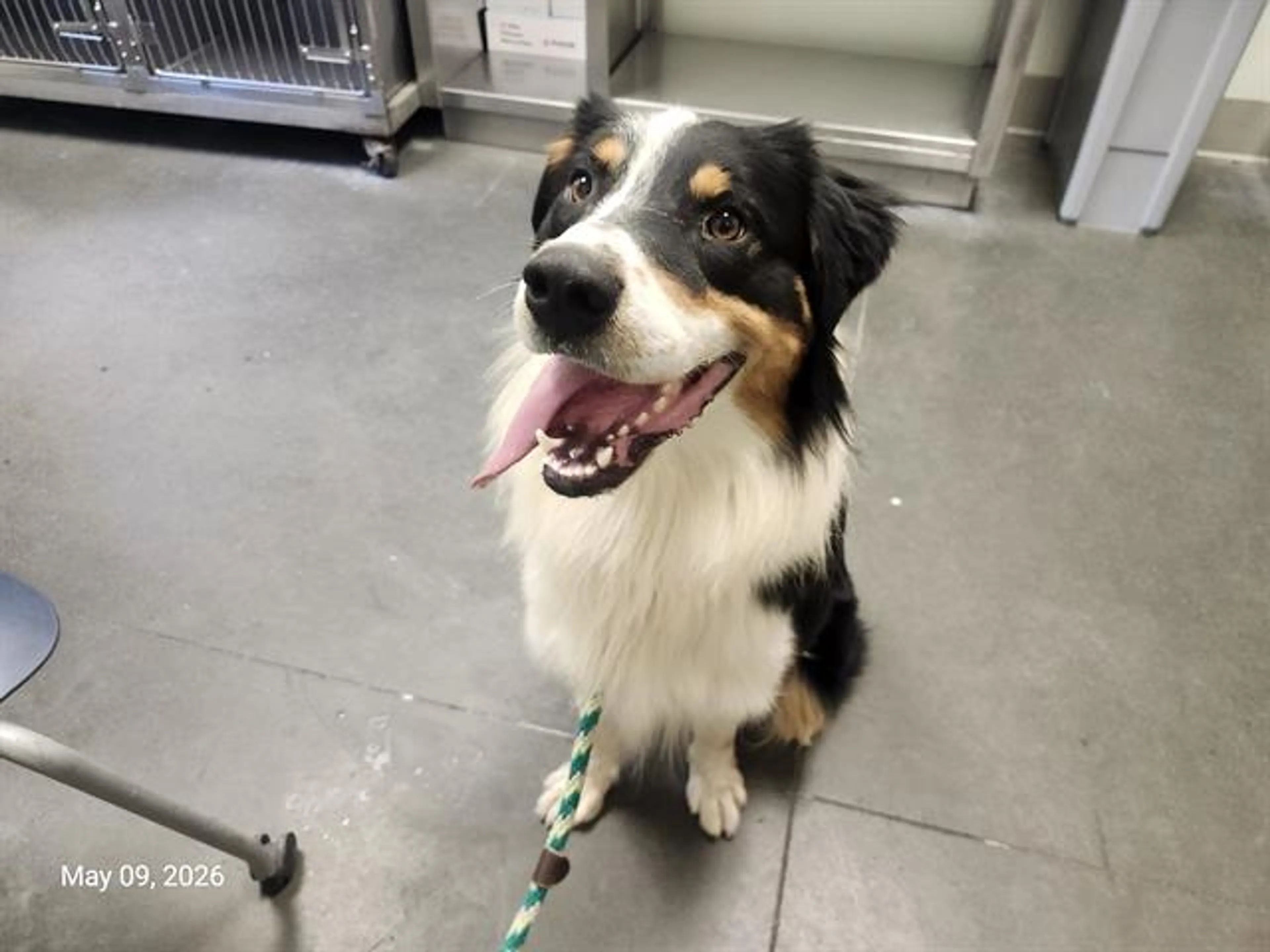 Found pet