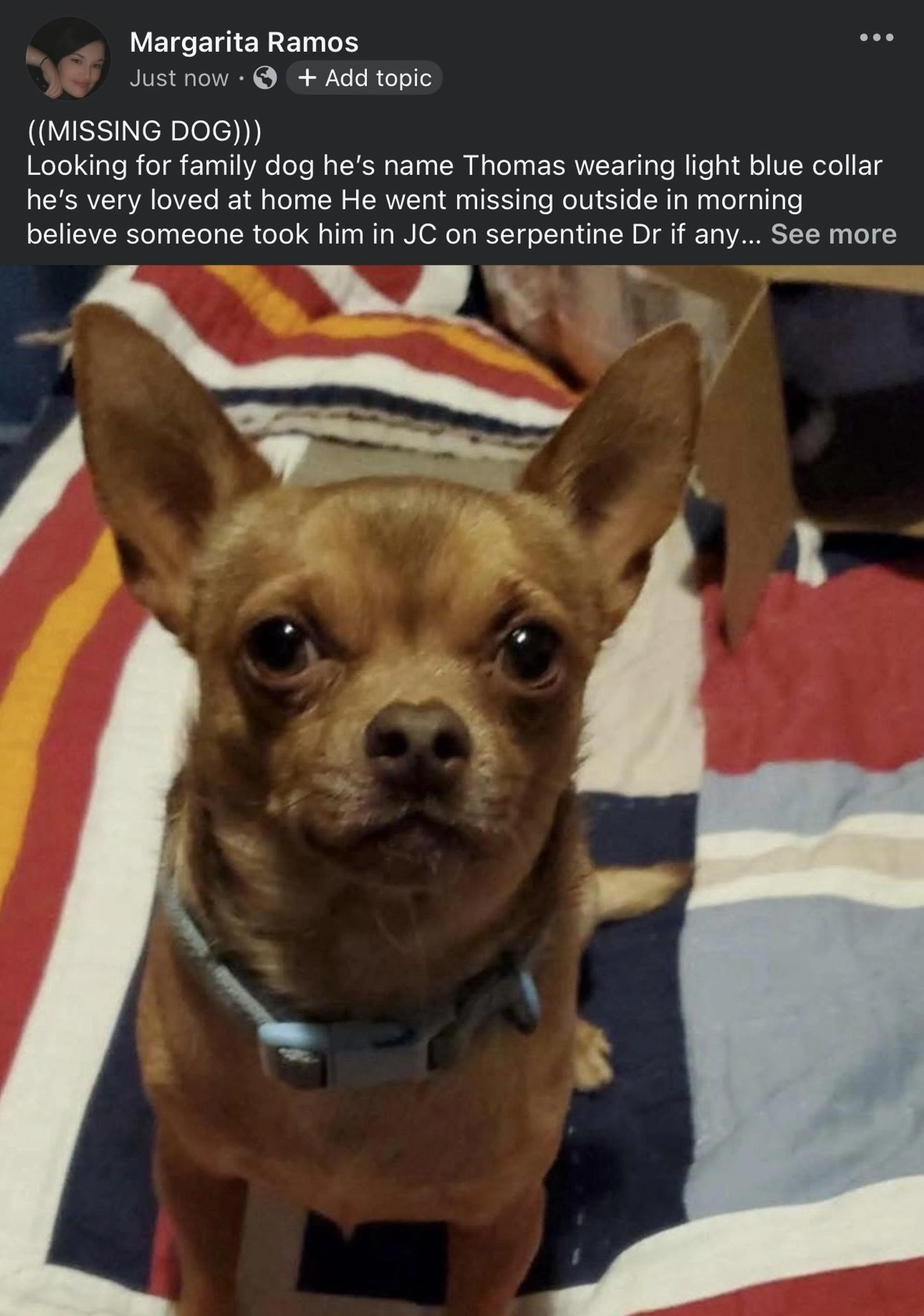 Lost pet