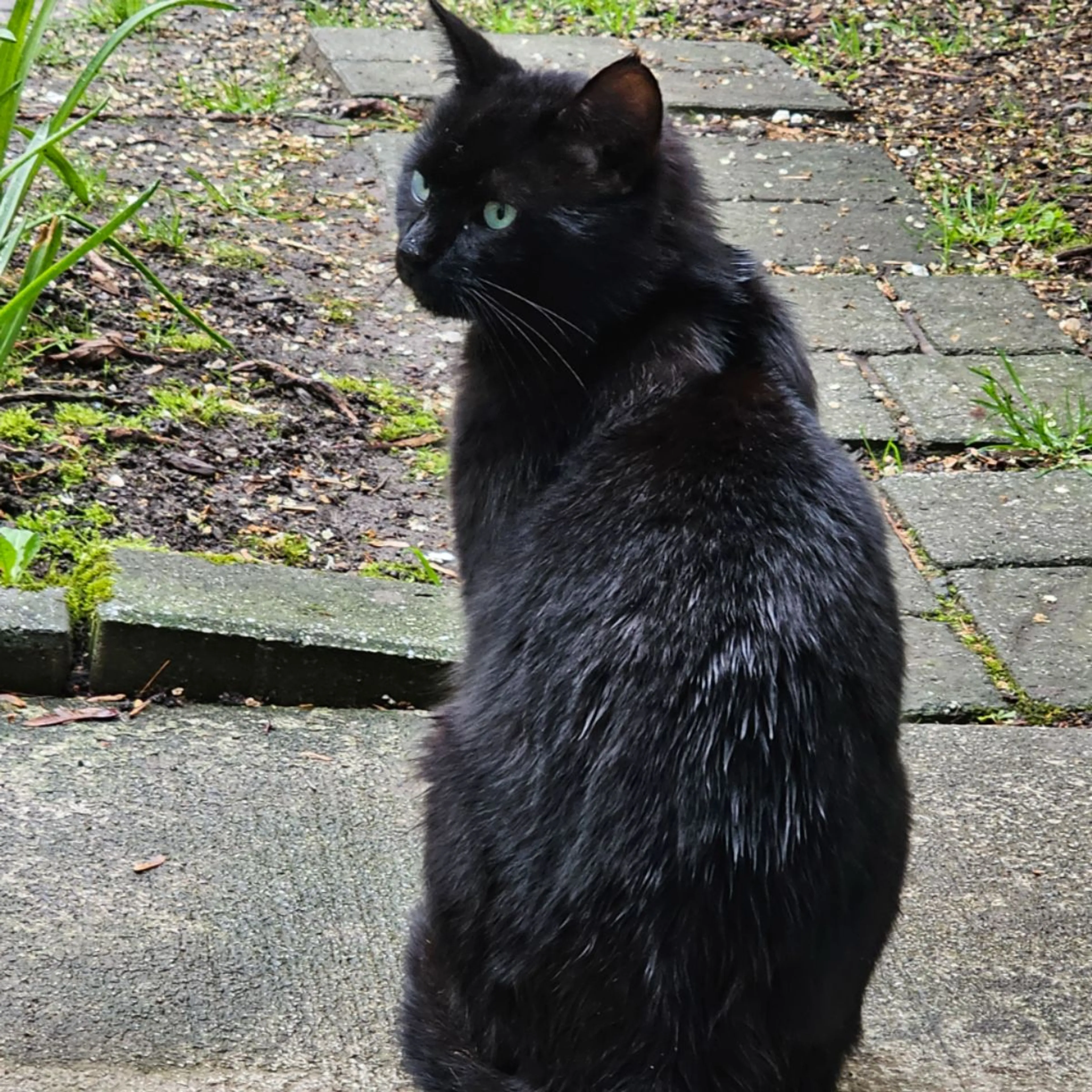 Found pet