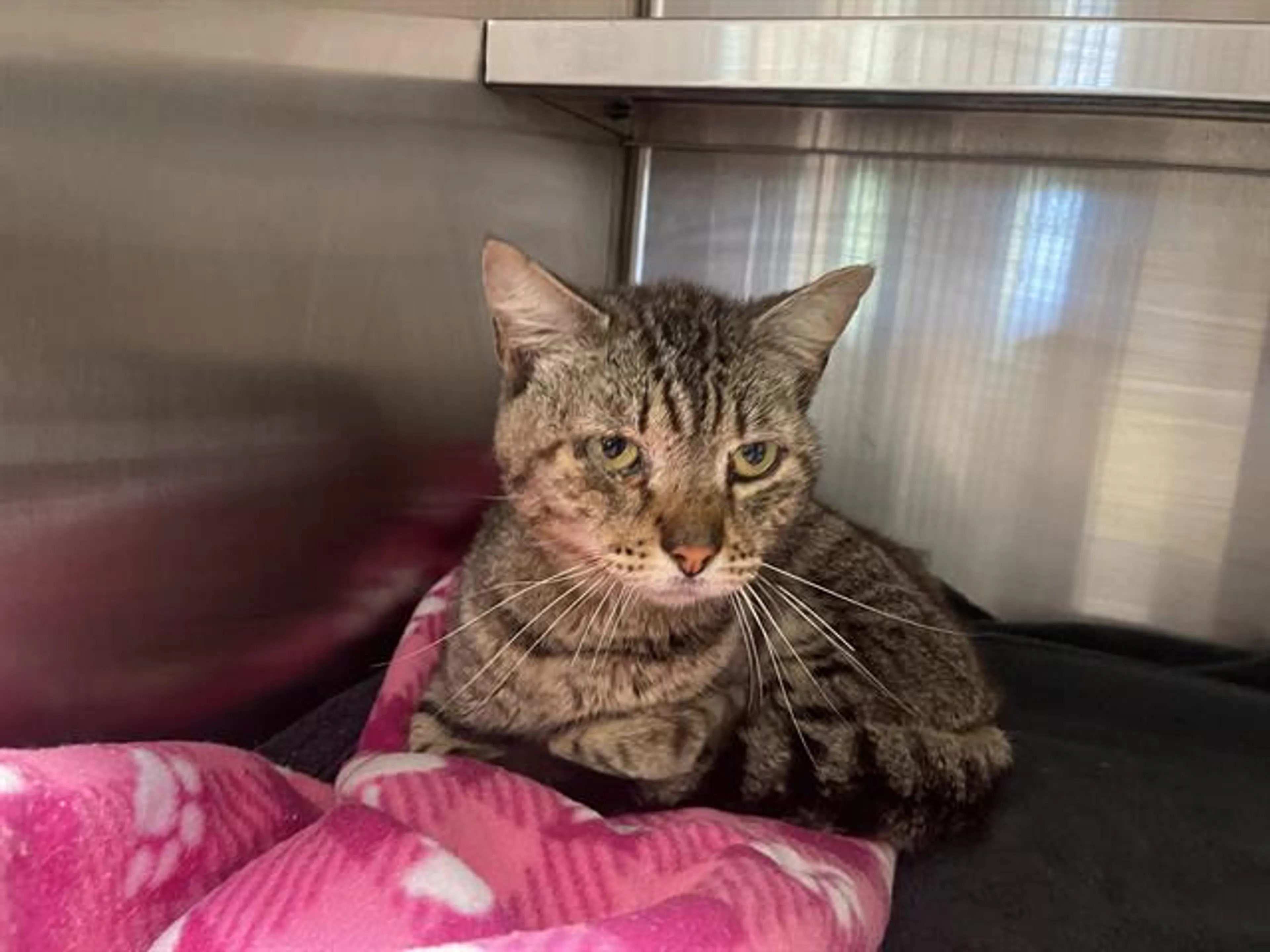 Found pet