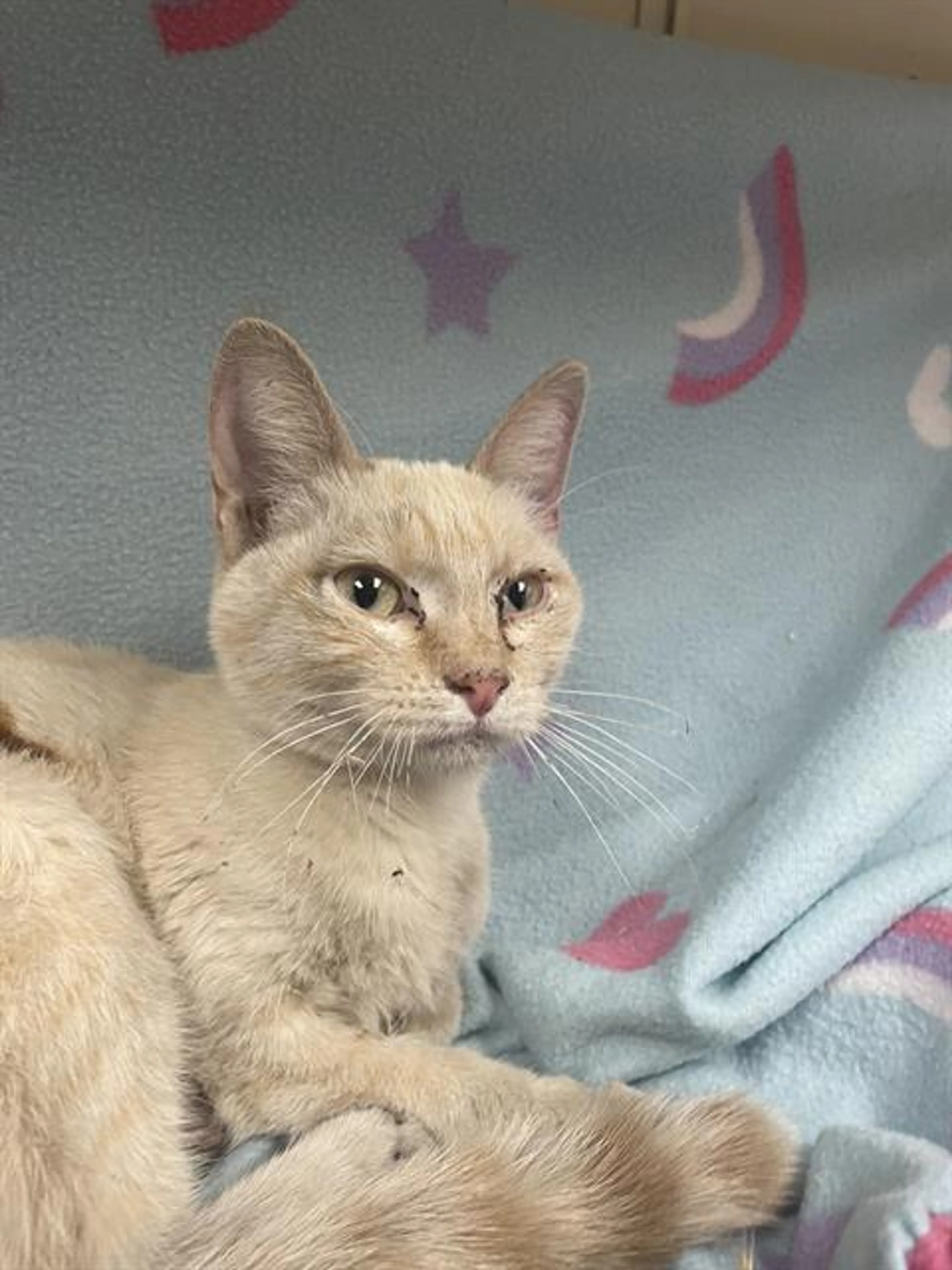 Found pet