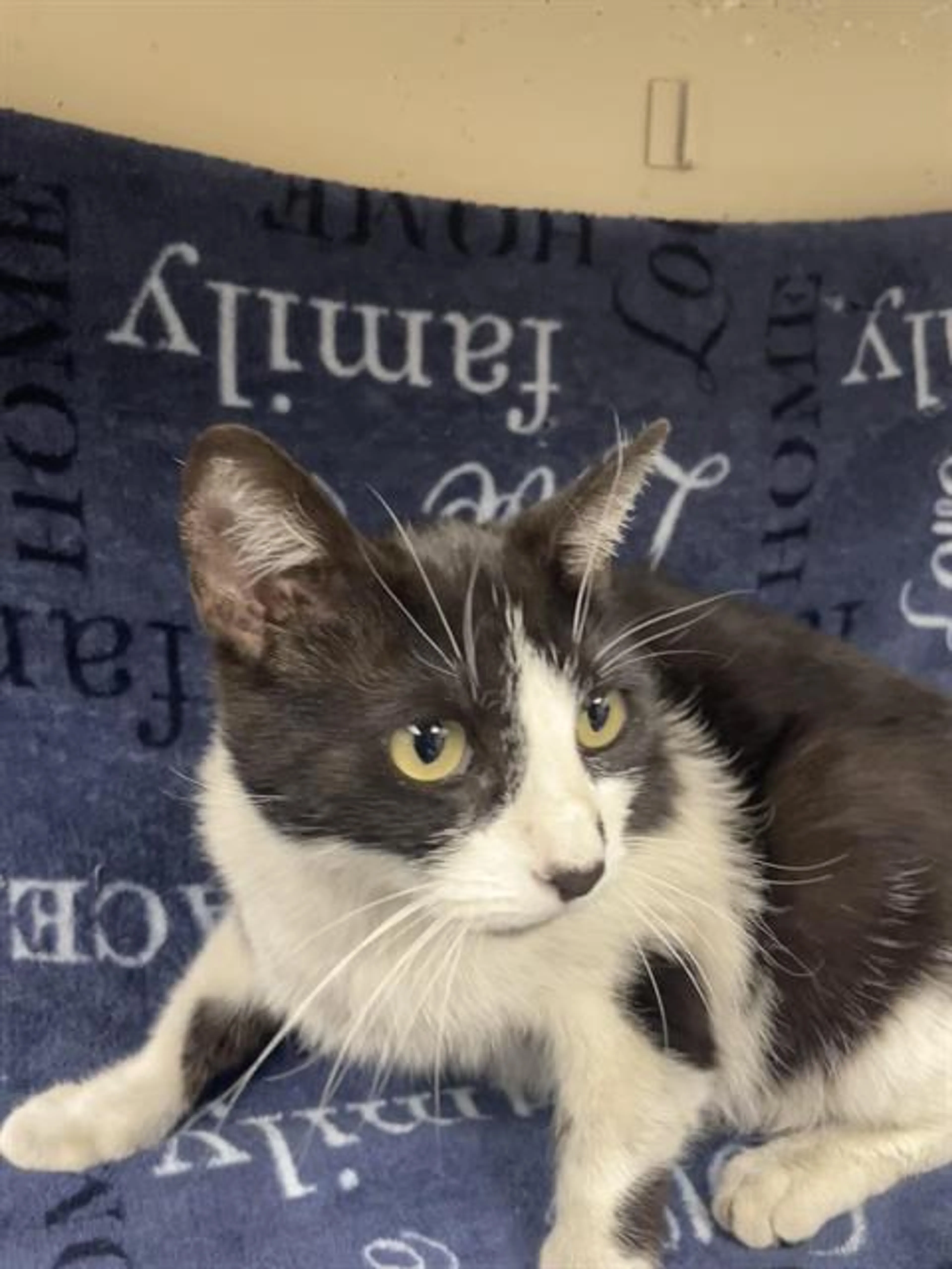 Found pet