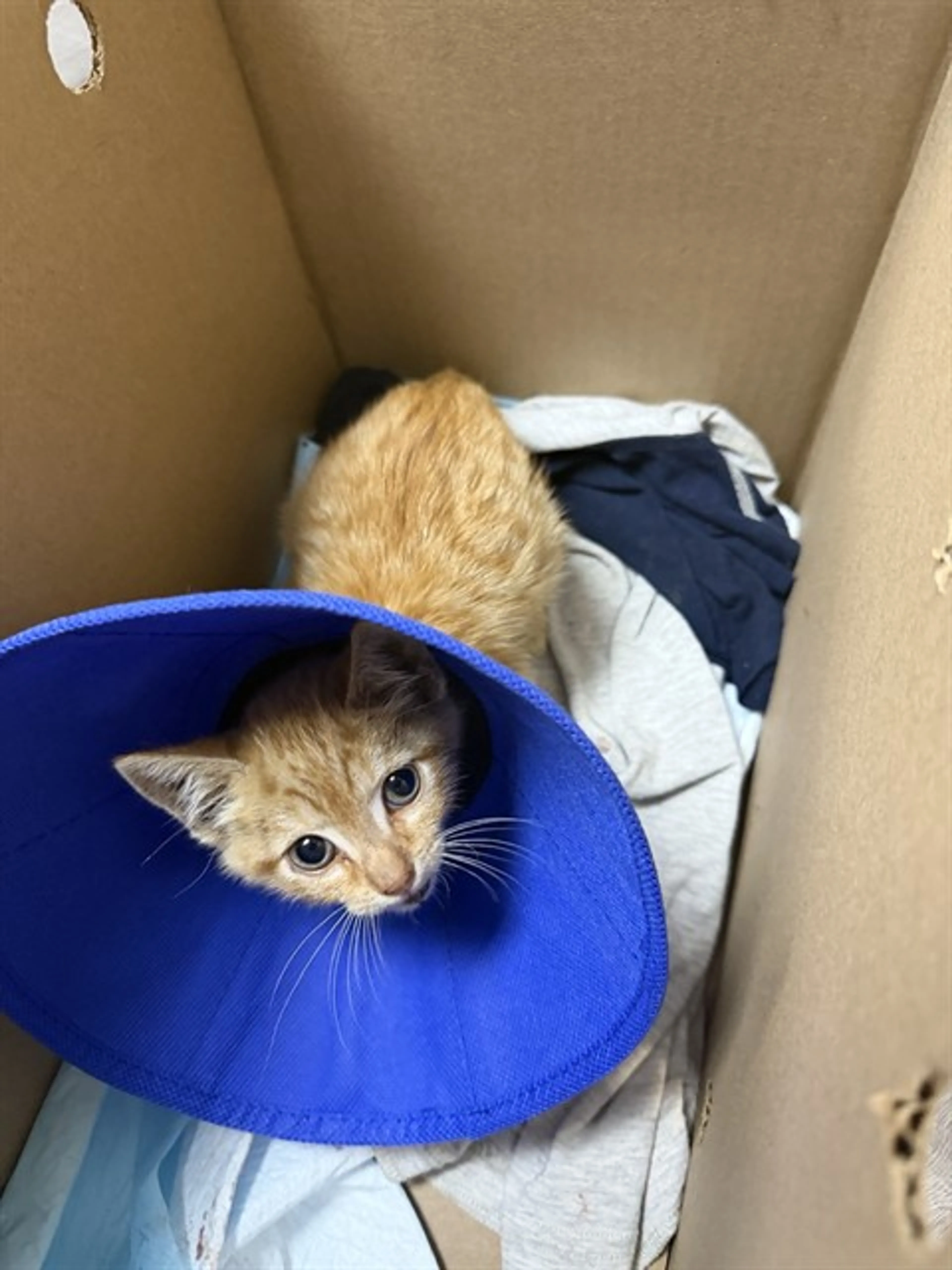 Found pet