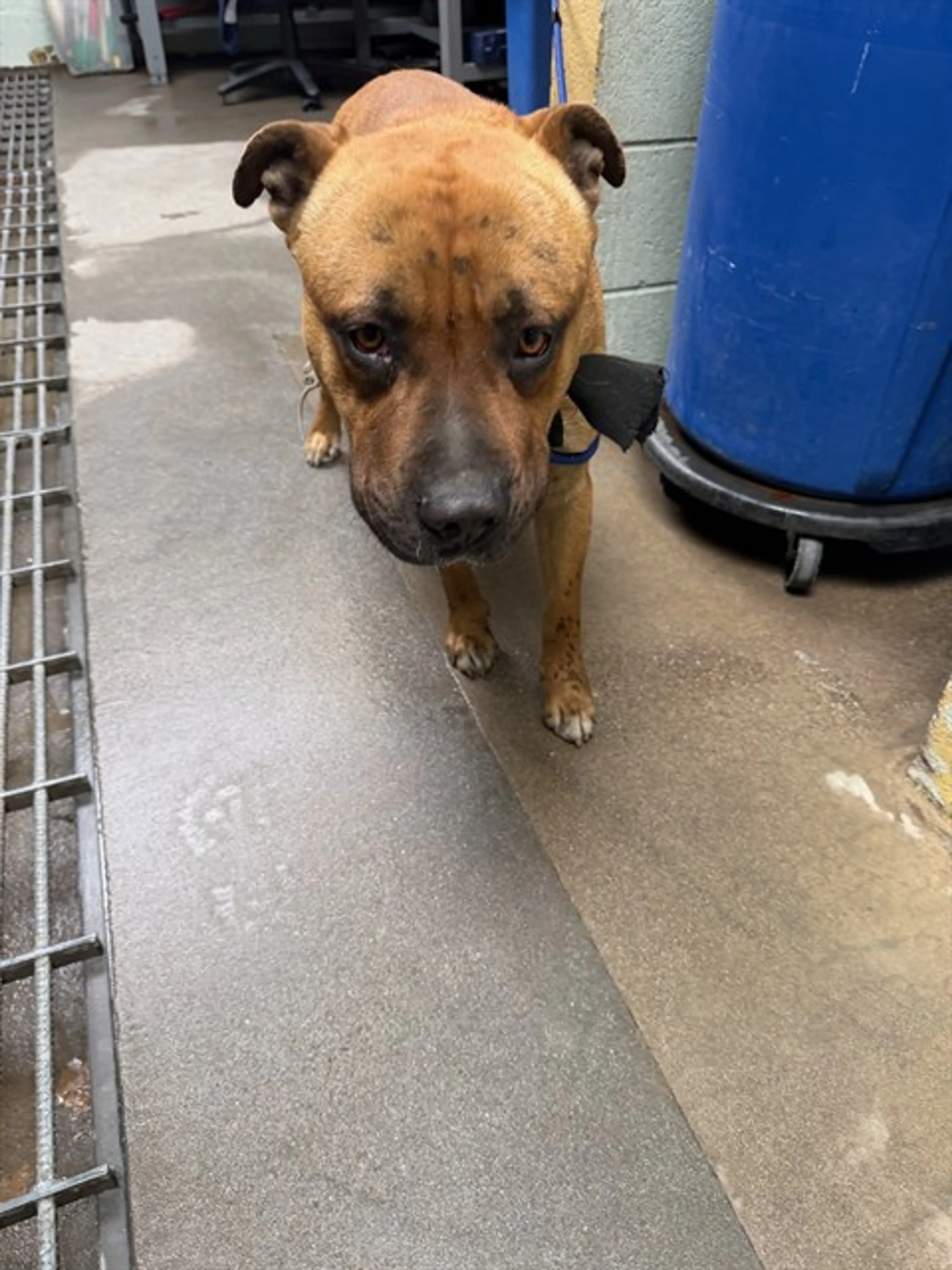 Found pet