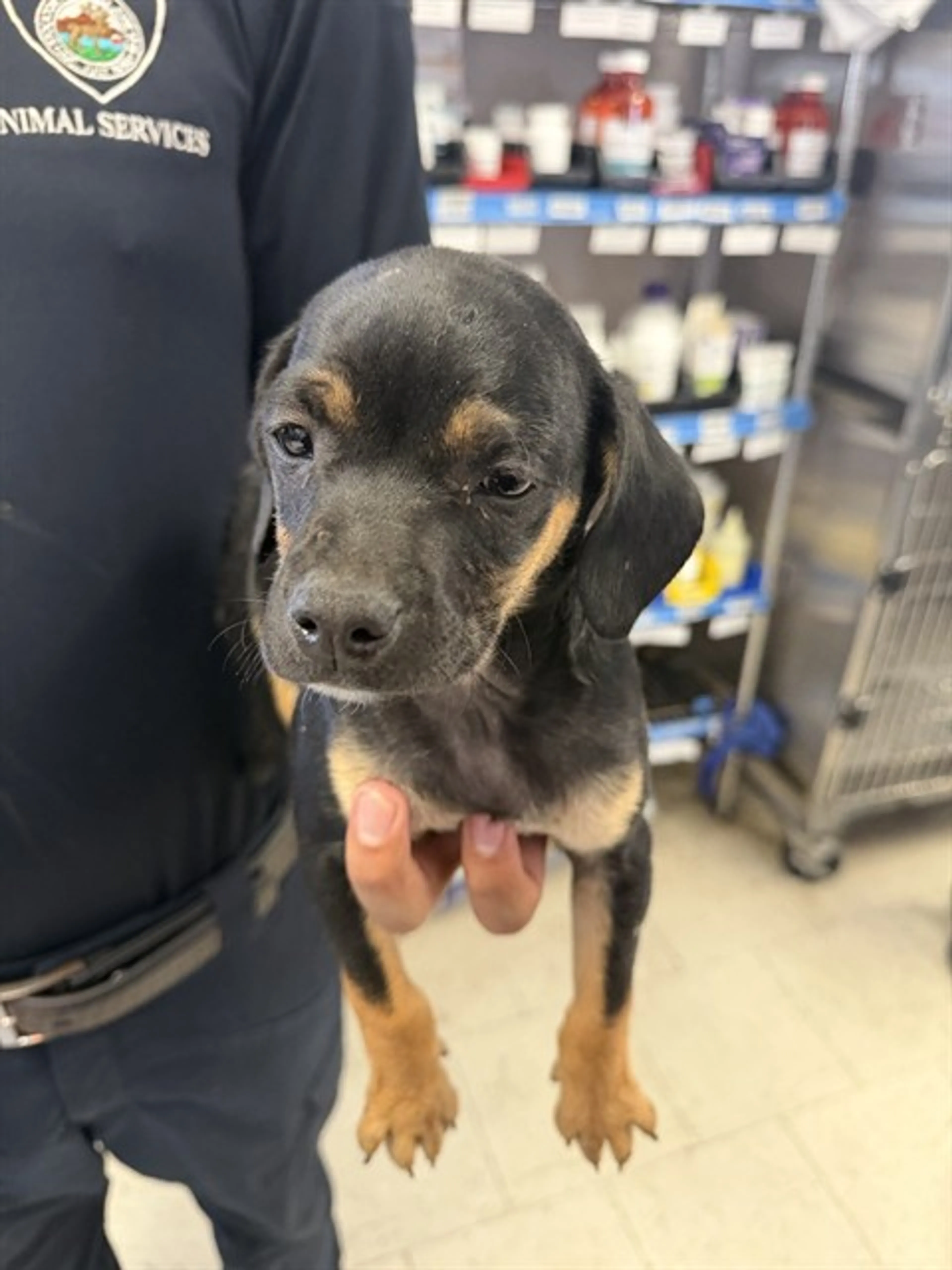 Found pet