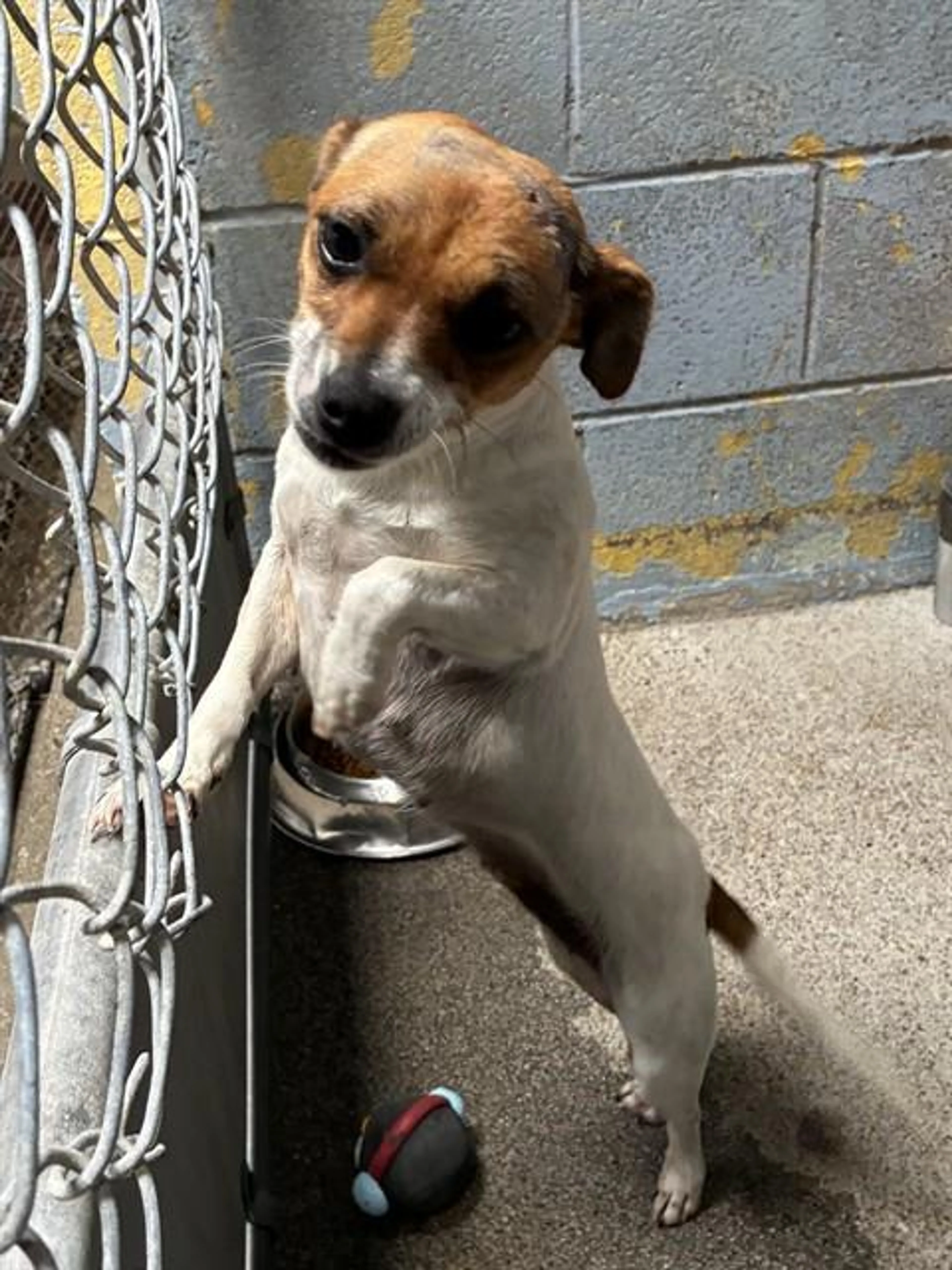 Found pet