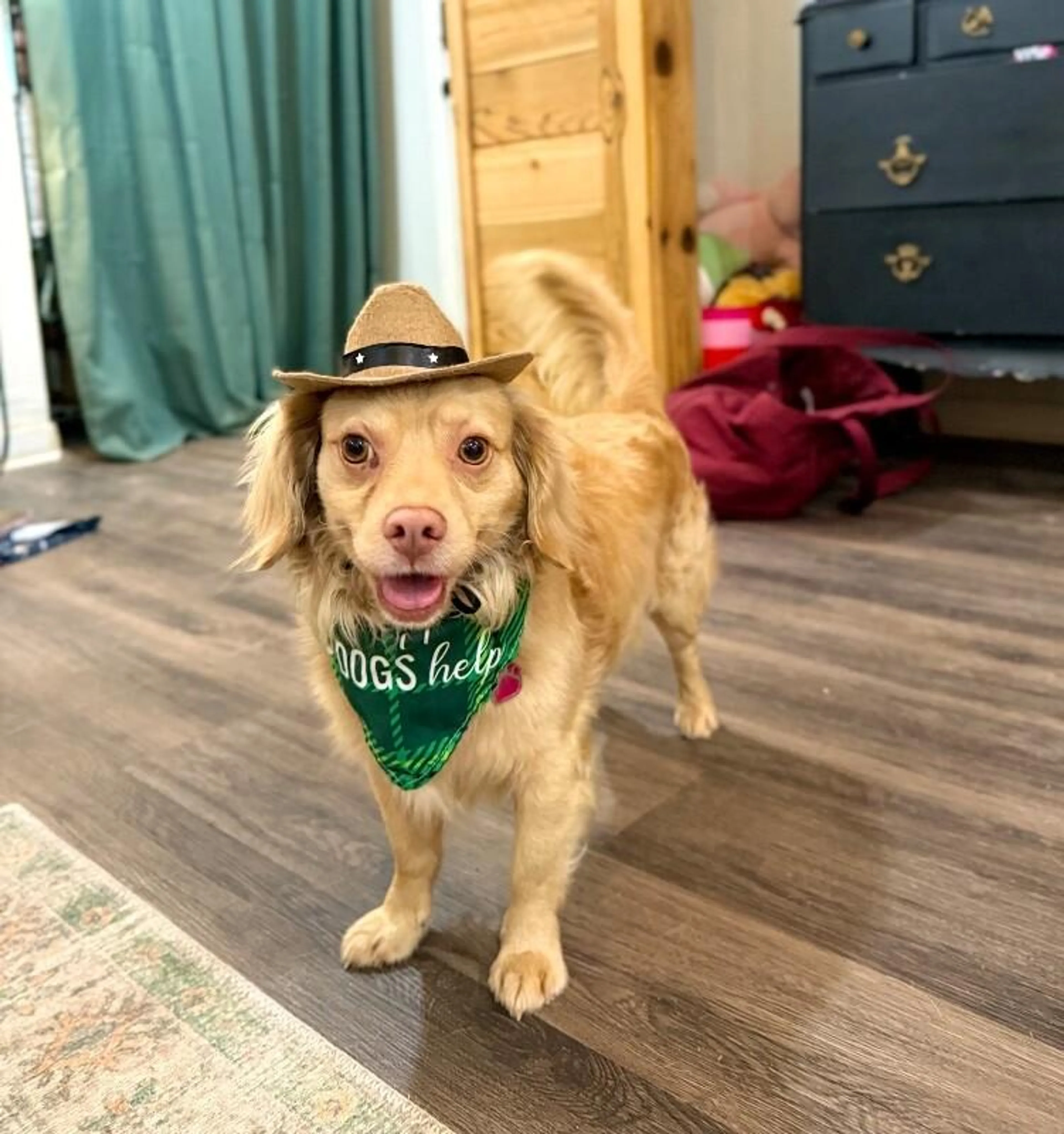 Found pet-0
