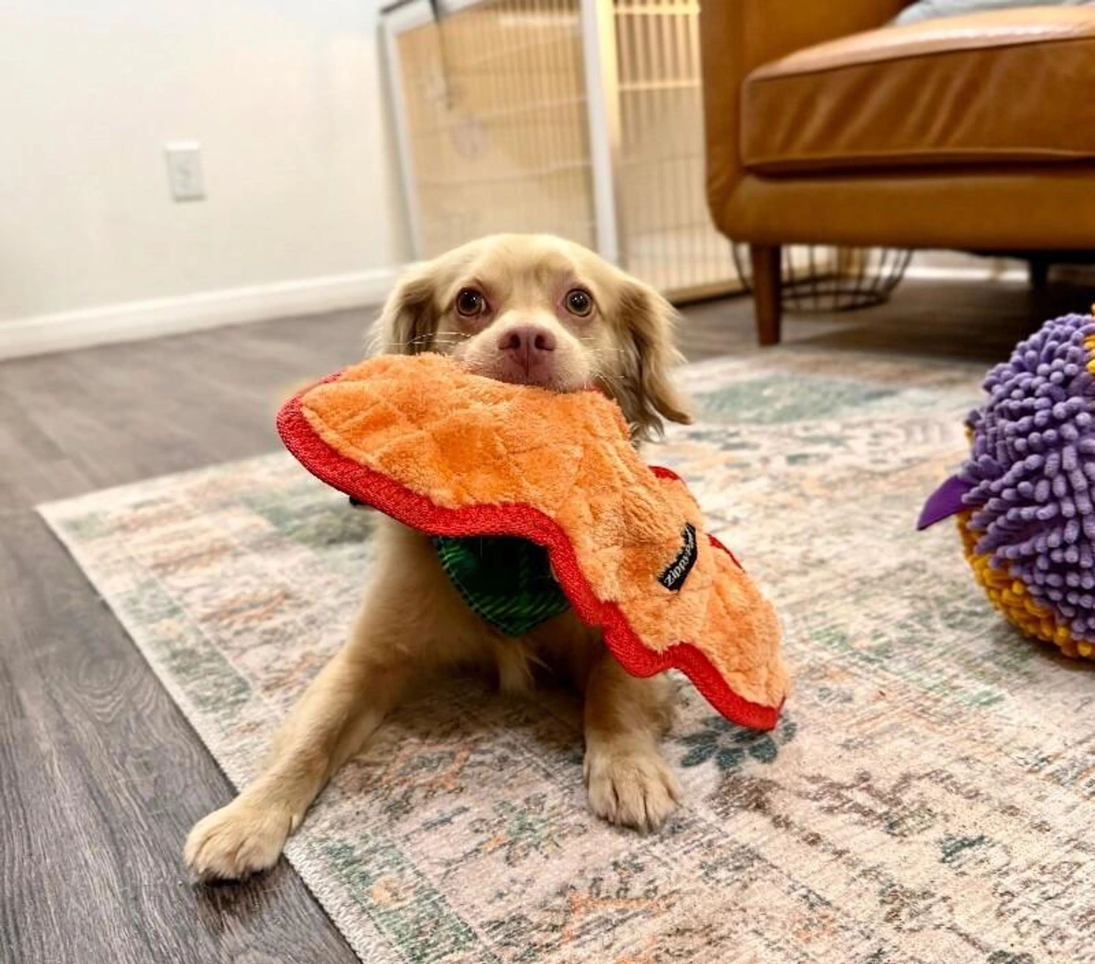 Found pet-3