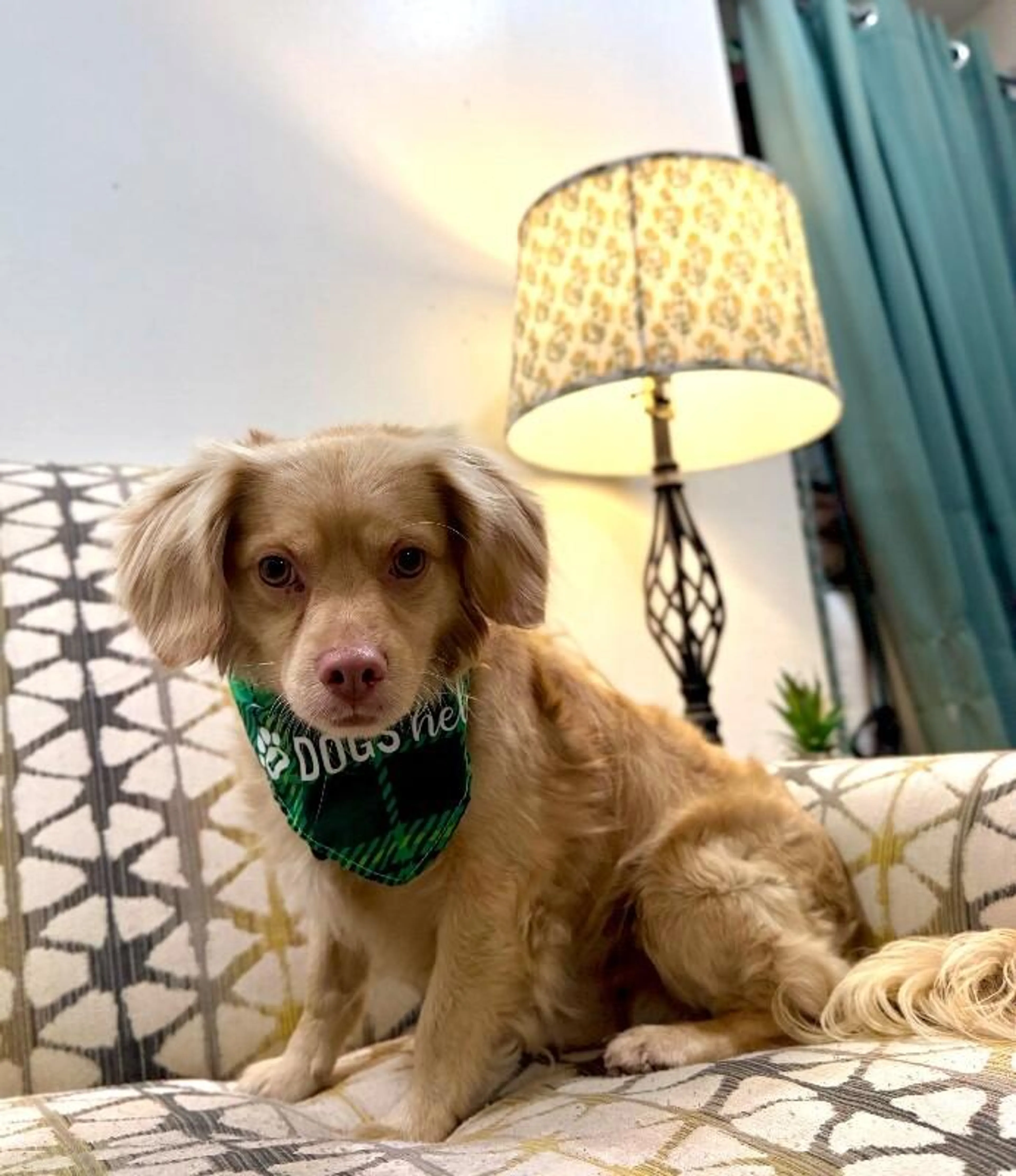 Found pet-1