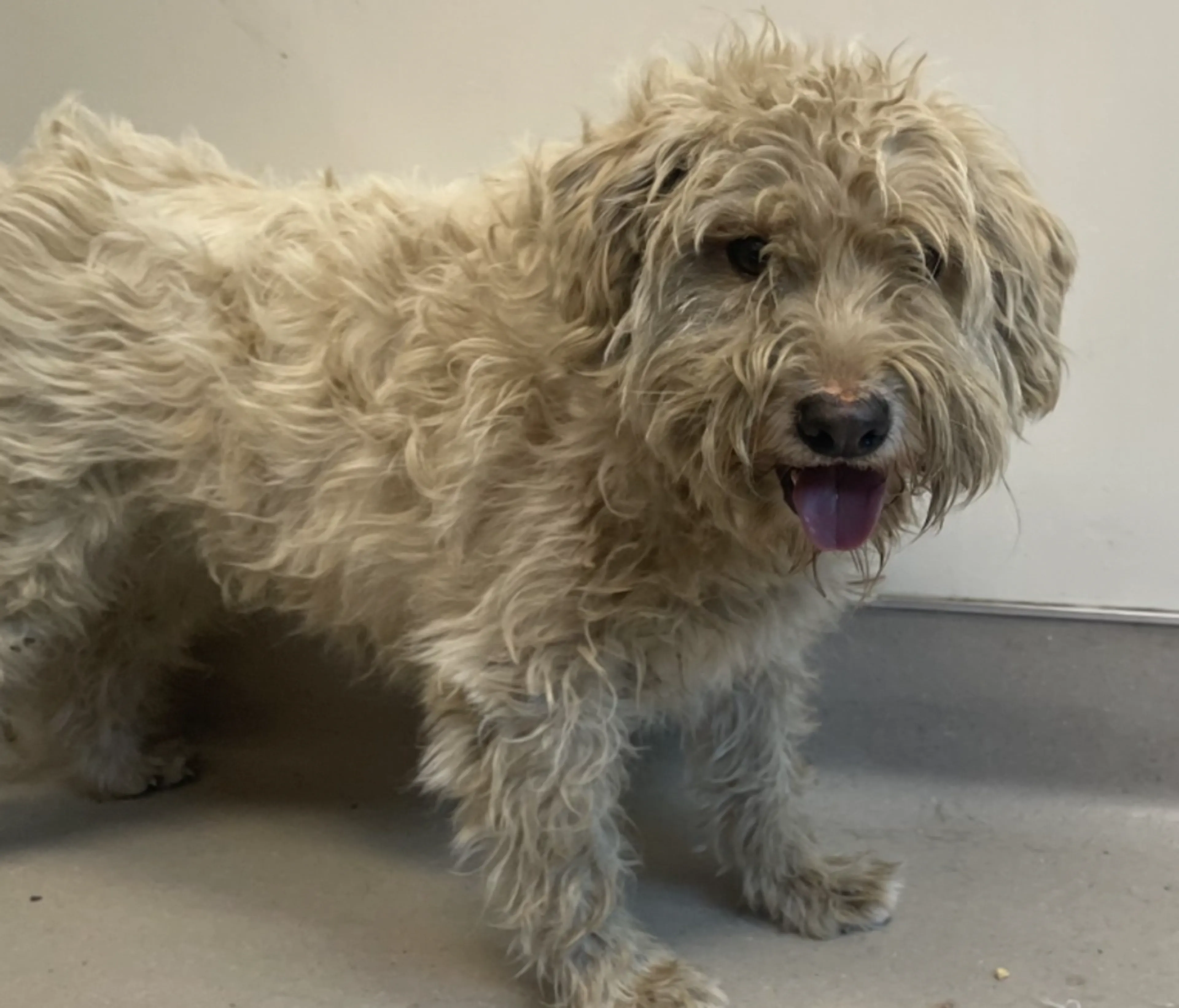 Found pet