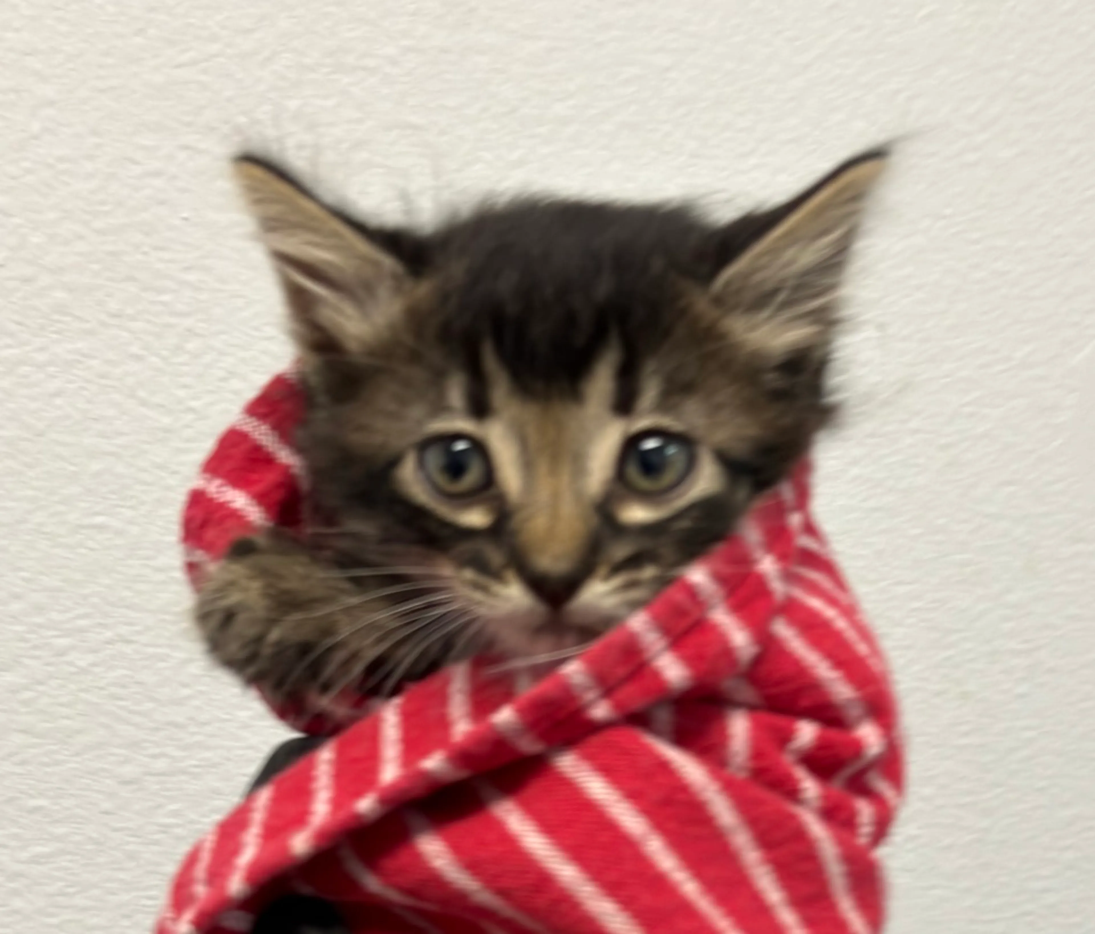 Found pet