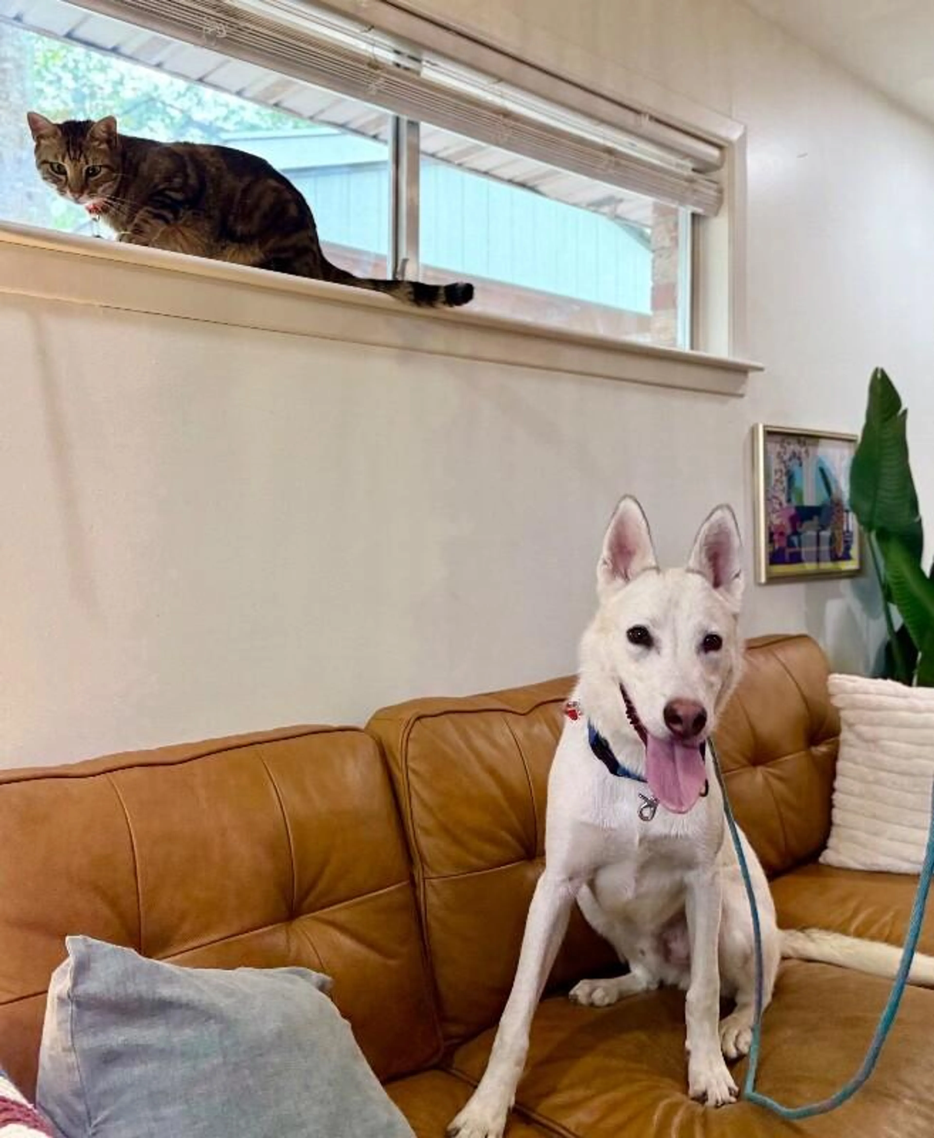 Found pet-3