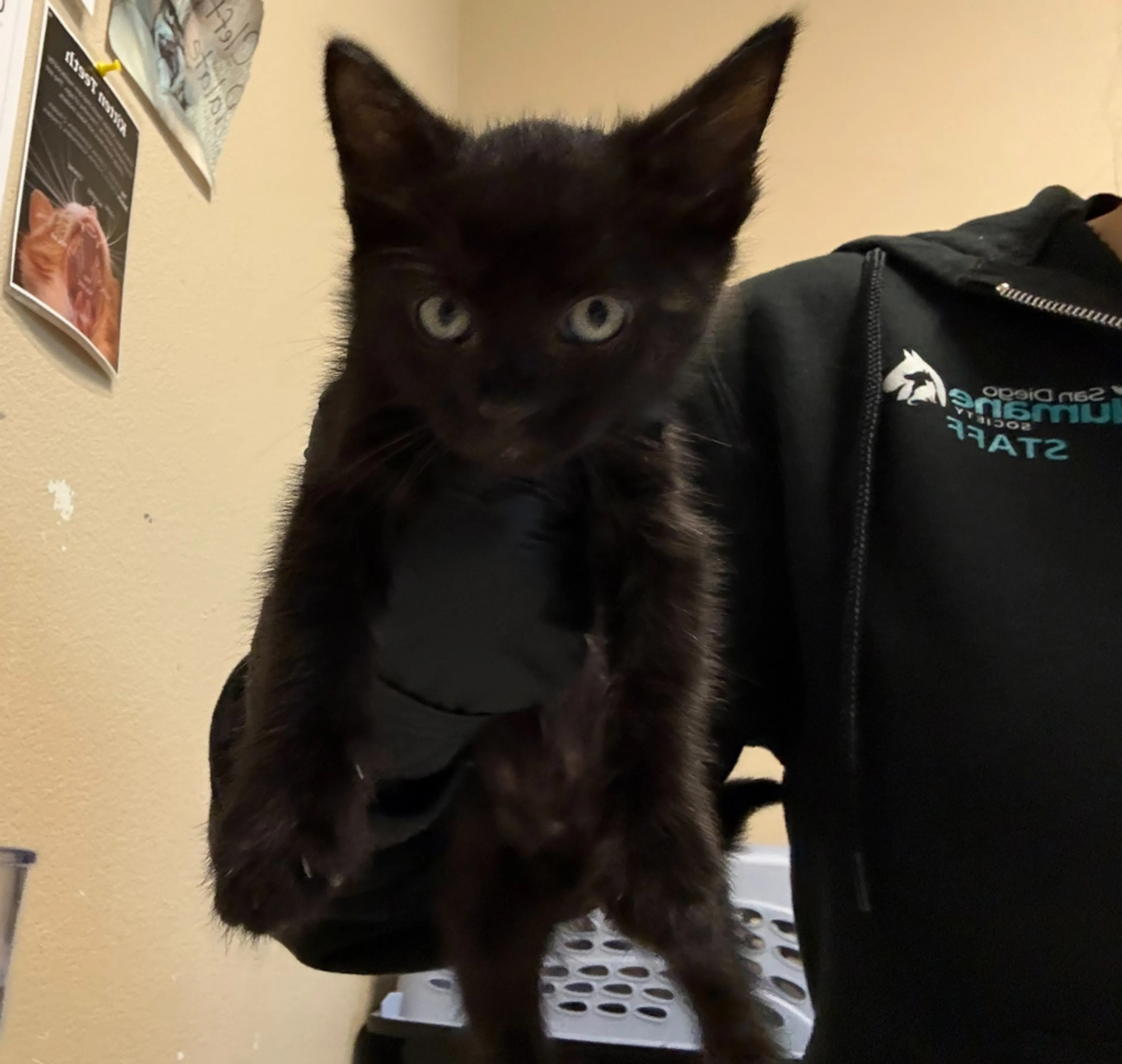 Found pet