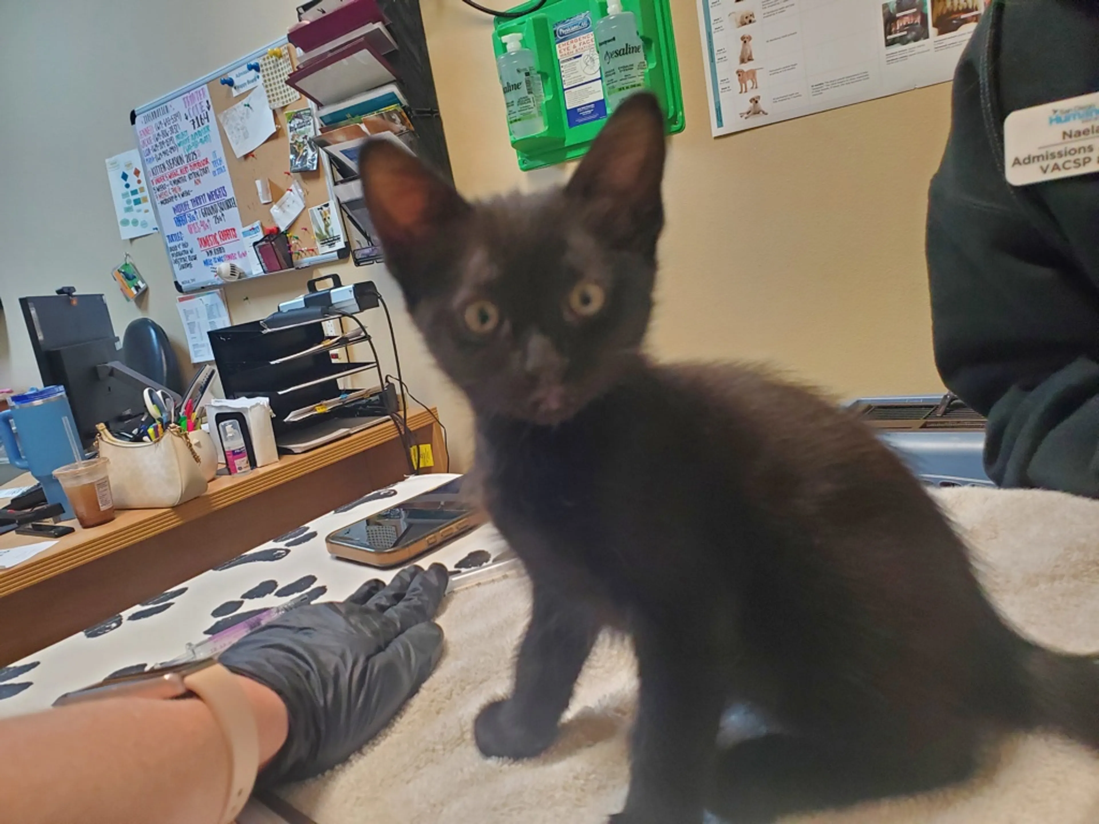 Found pet