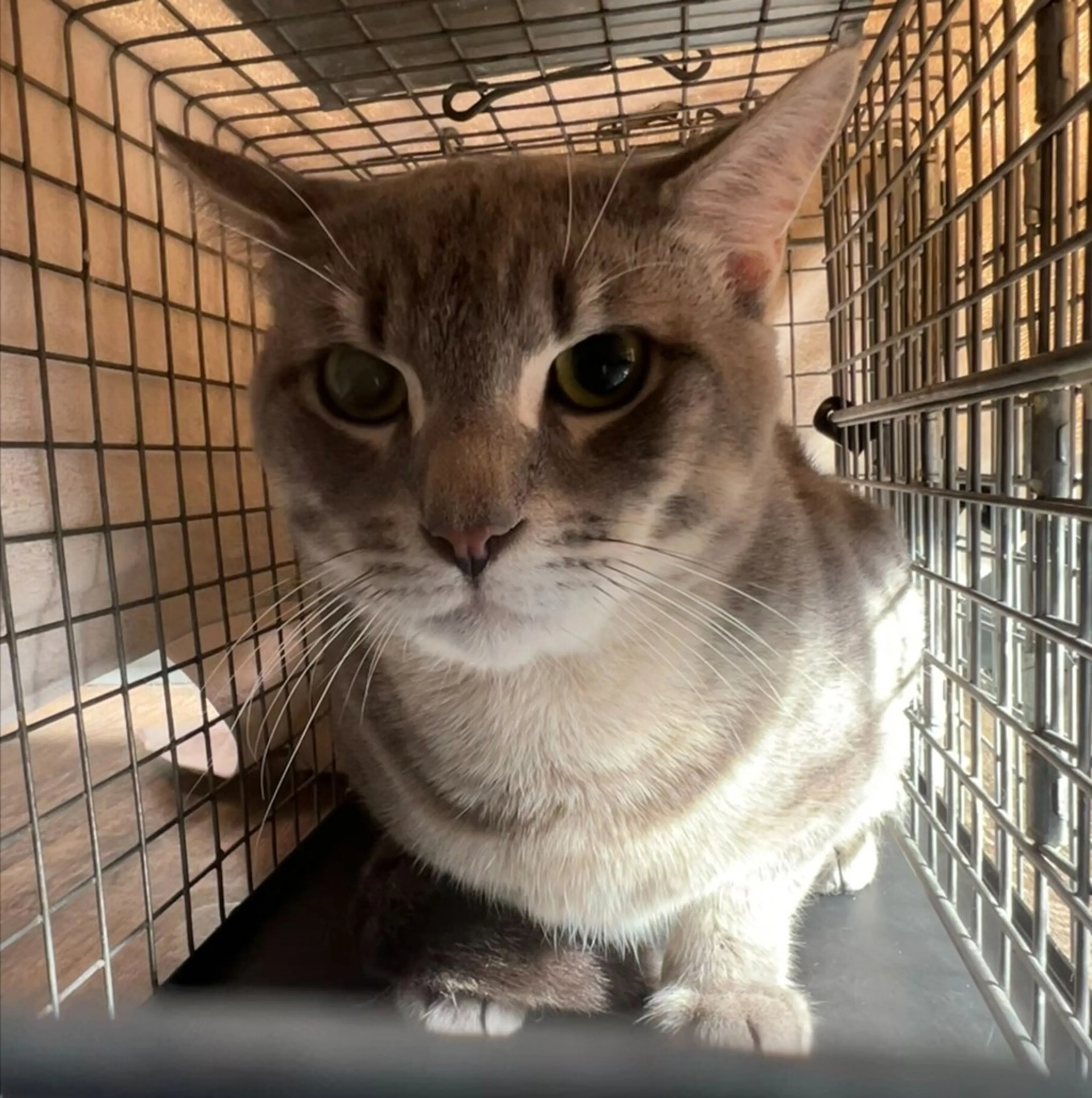 Found pet